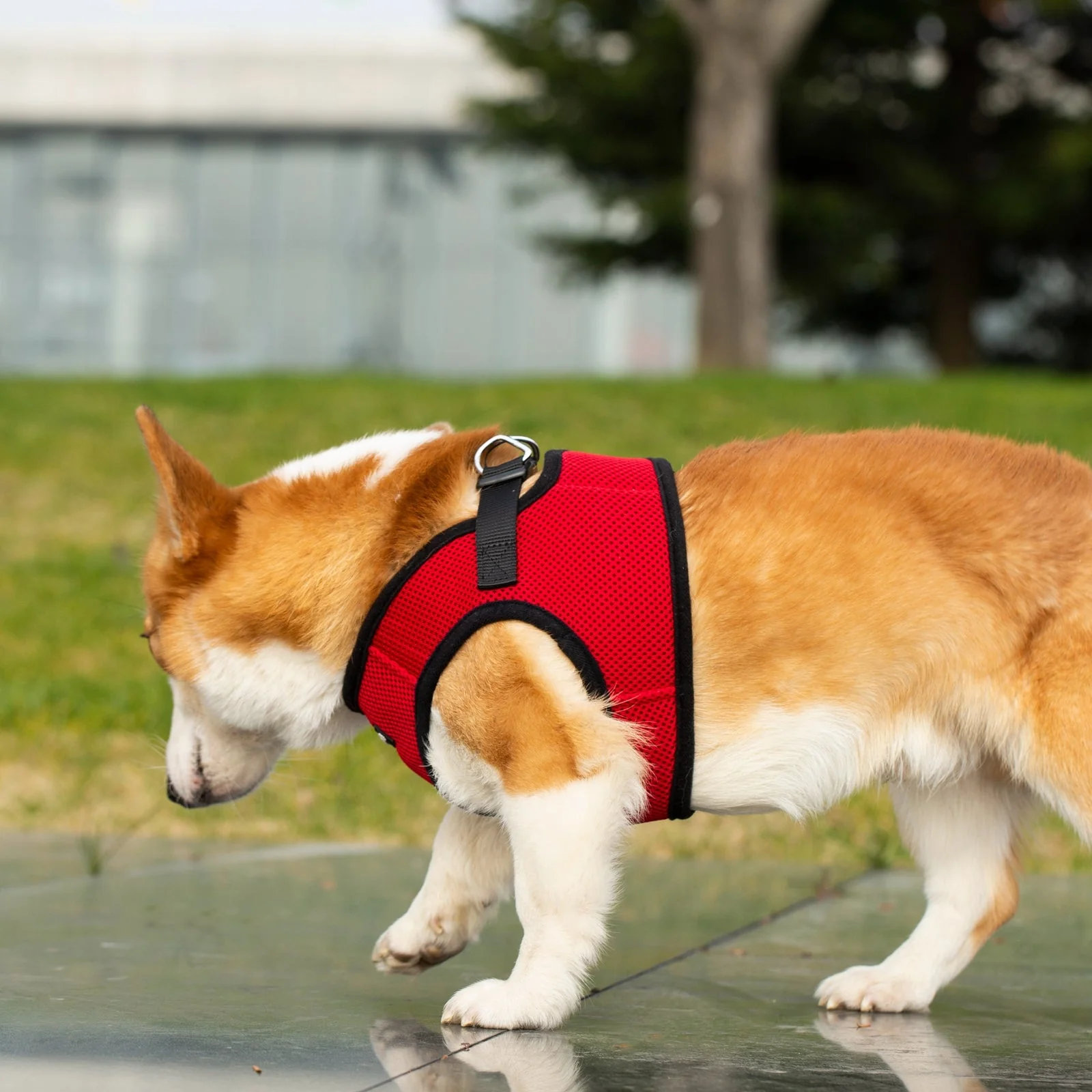 Mr. Peanut's PupTrek Soft Mesh Pet Harness with Matching Leash – Adjustable, Breathable, Choke-Free - Image 18