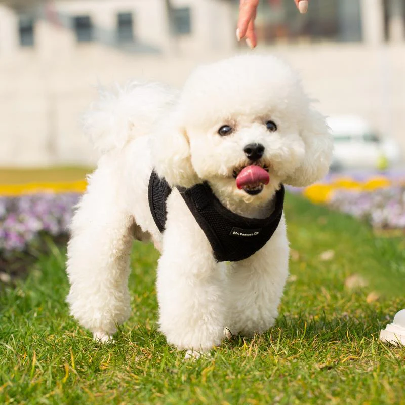 Mr. Peanut's PupTrek Soft Mesh Pet Harness with Matching Leash – Adjustable, Breathable, Choke-Free - Image 19