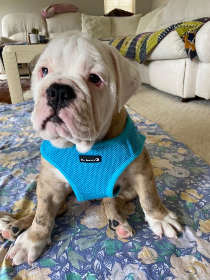 Mr. Peanut's PupTrek Soft Mesh Pet Harness with Matching Leash – Adjustable, Breathable, Choke-Free - Image 2