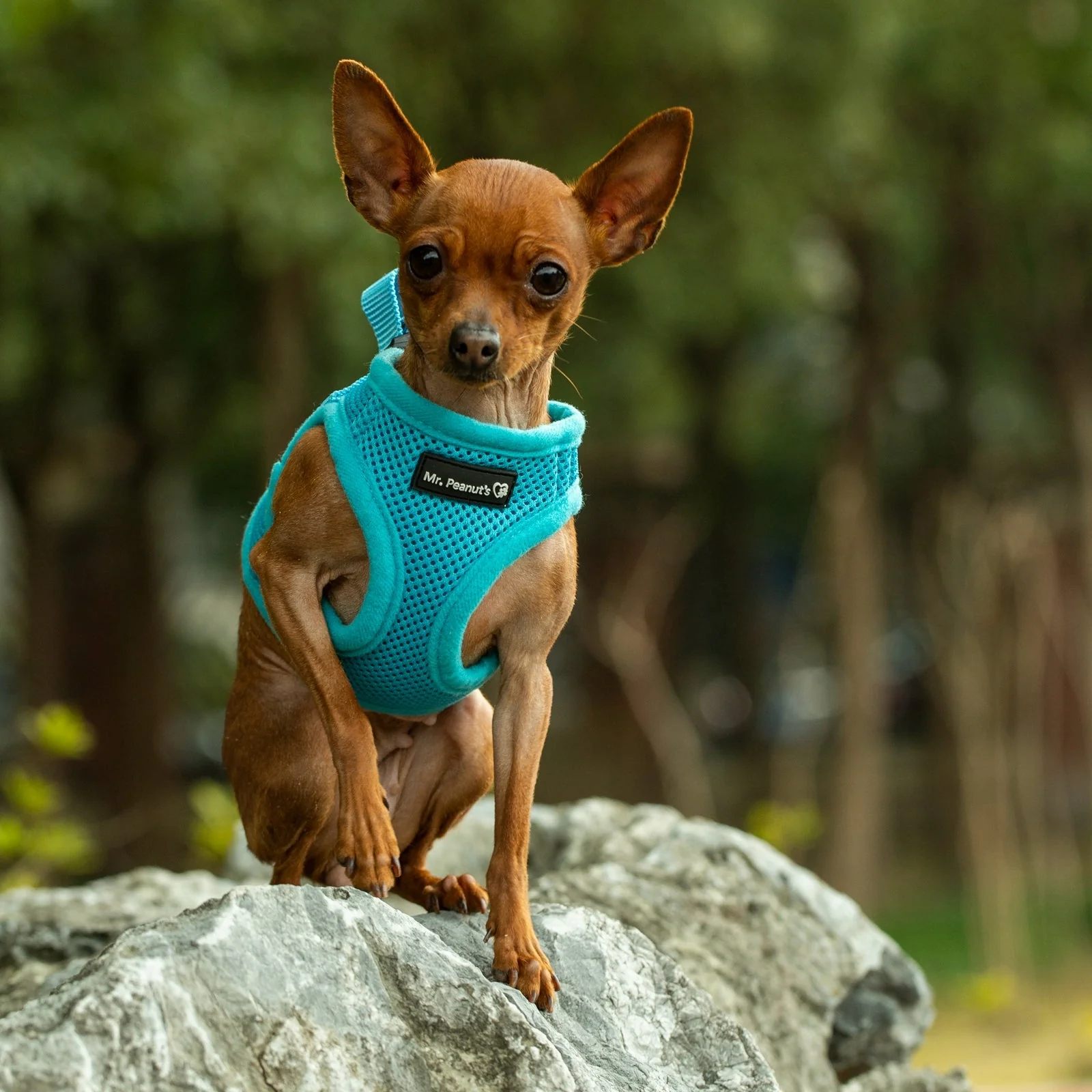Mr. Peanut's PupTrek Soft Mesh Pet Harness with Matching Leash – Adjustable, Breathable, Choke-Free - Image 21