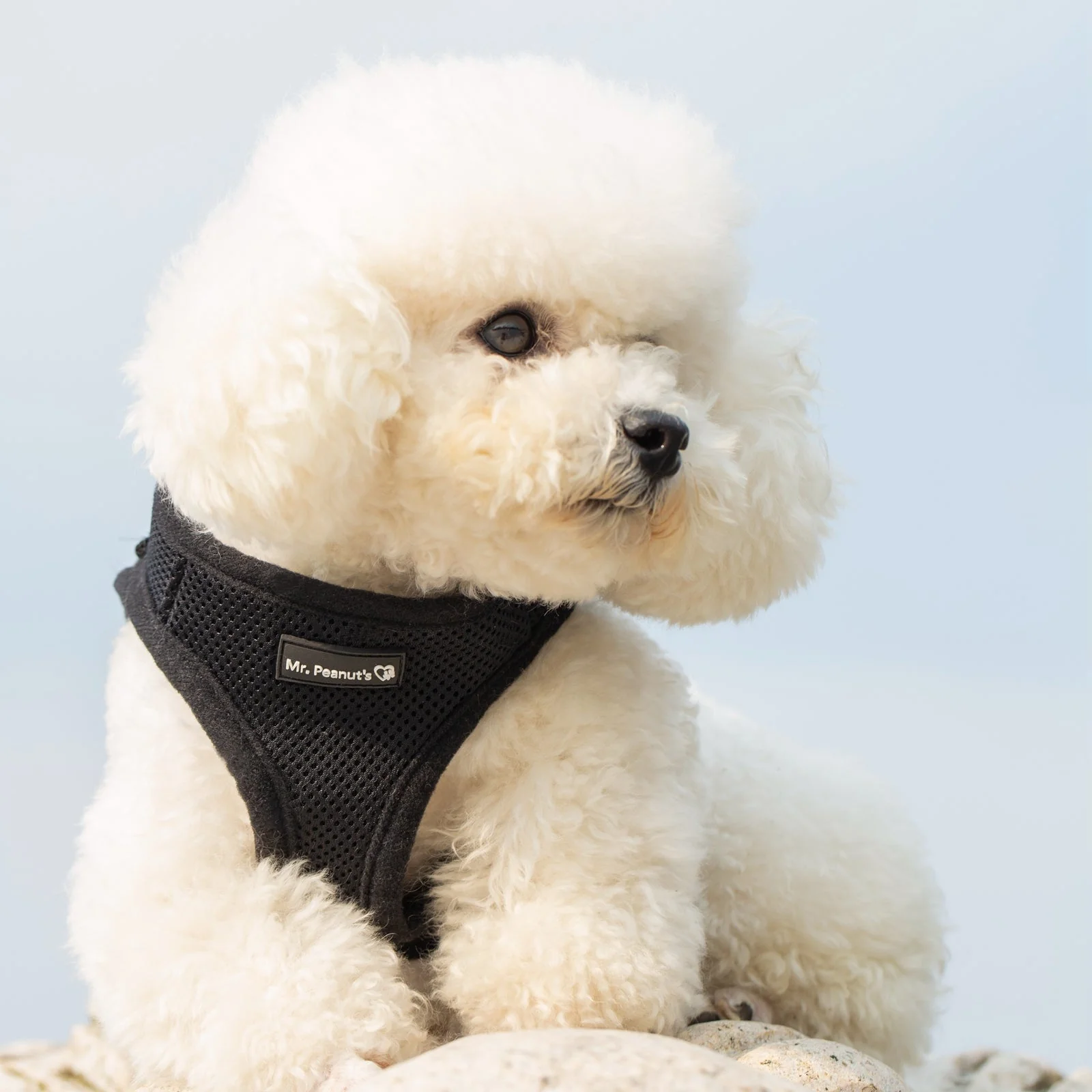 Mr. Peanut's PupTrek Soft Mesh Pet Harness with Matching Leash – Adjustable, Breathable, Choke-Free - Image 24