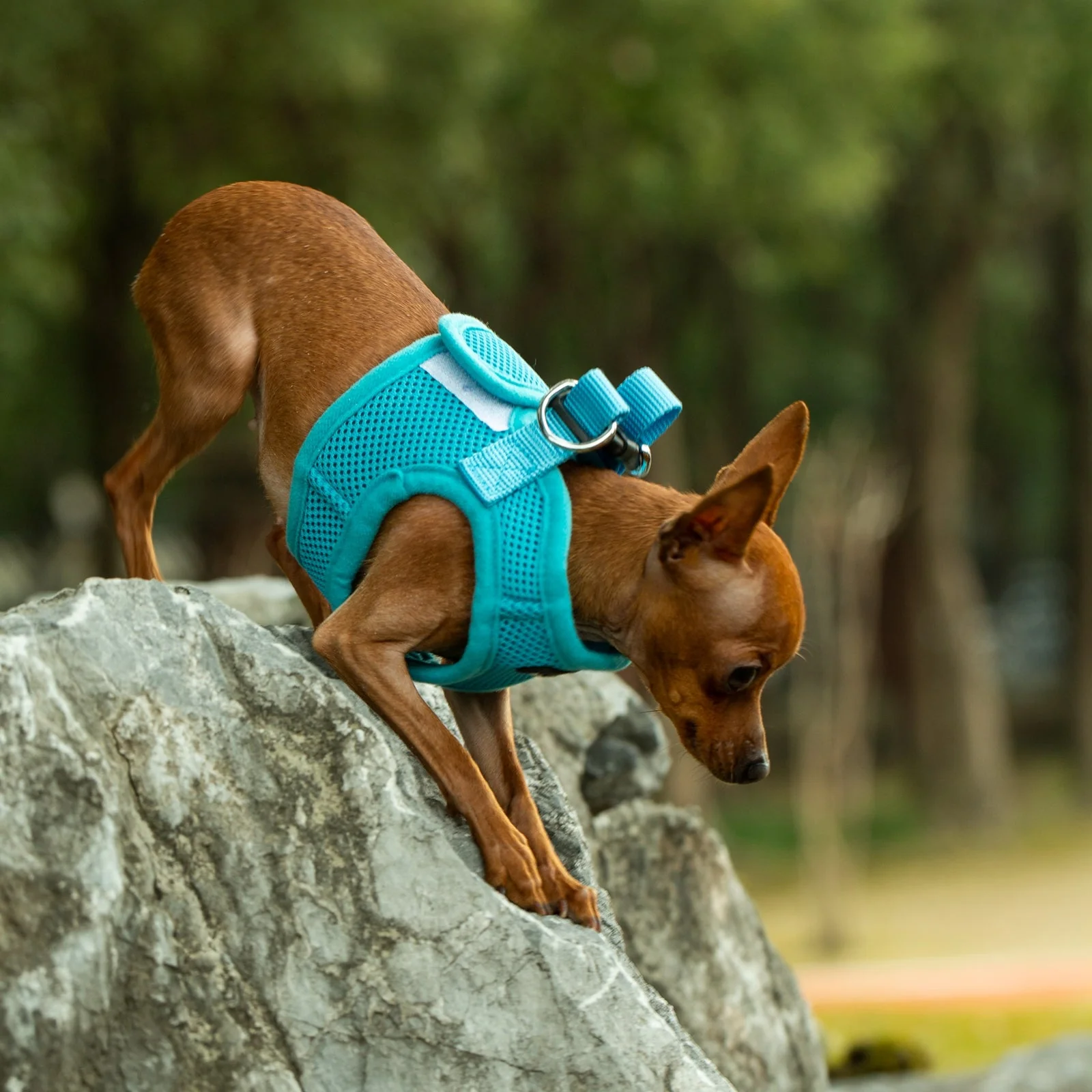 Mr. Peanut's PupTrek Soft Mesh Pet Harness with Matching Leash – Adjustable, Breathable, Choke-Free - Image 27