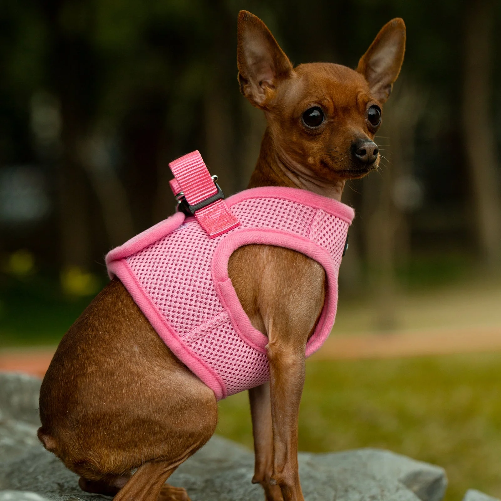Mr. Peanut's PupTrek Soft Mesh Pet Harness with Matching Leash – Adjustable, Breathable, Choke-Free - Image 29