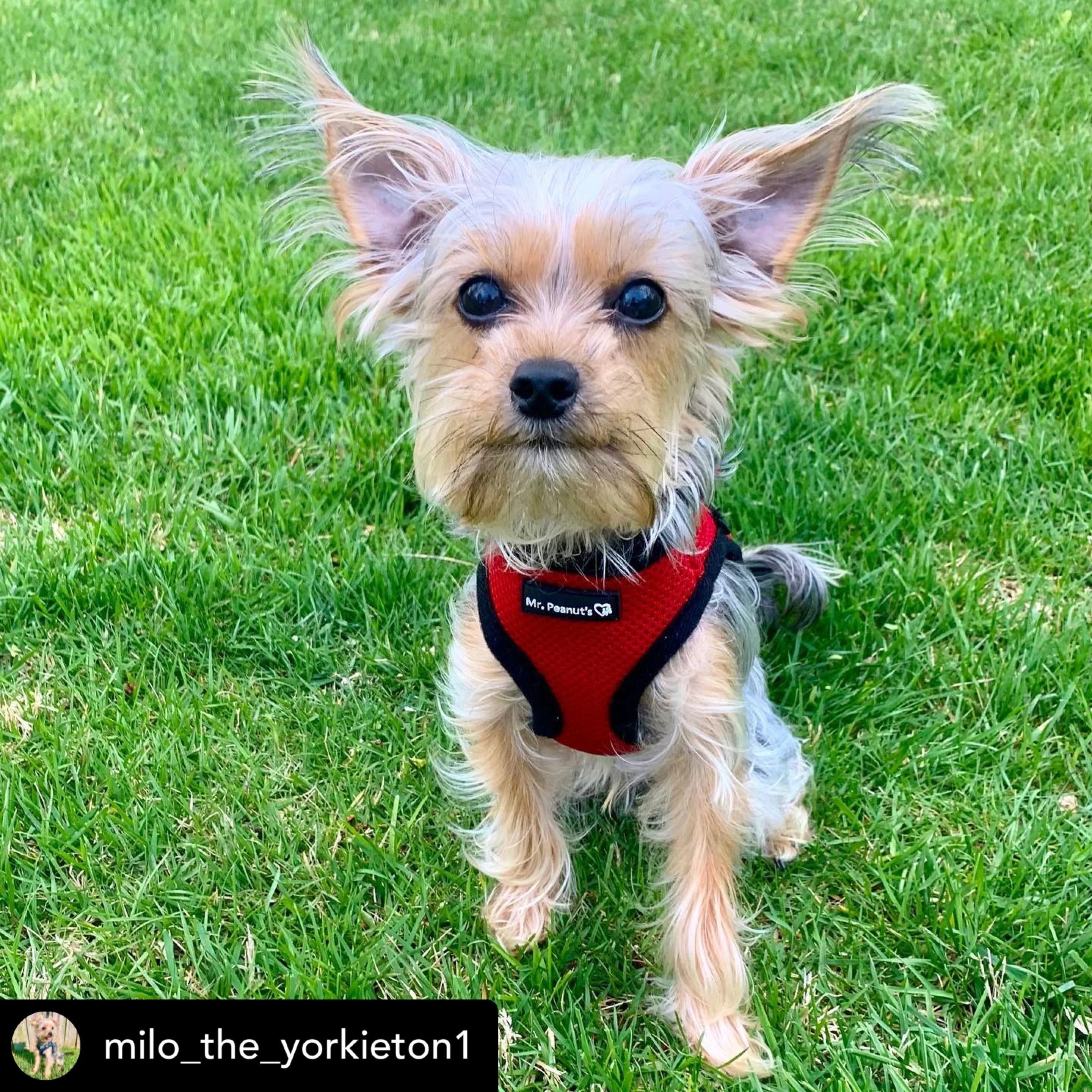 Mr. Peanut's PupTrek Soft Mesh Pet Harness with Matching Leash – Adjustable, Breathable, Choke-Free - Image 3