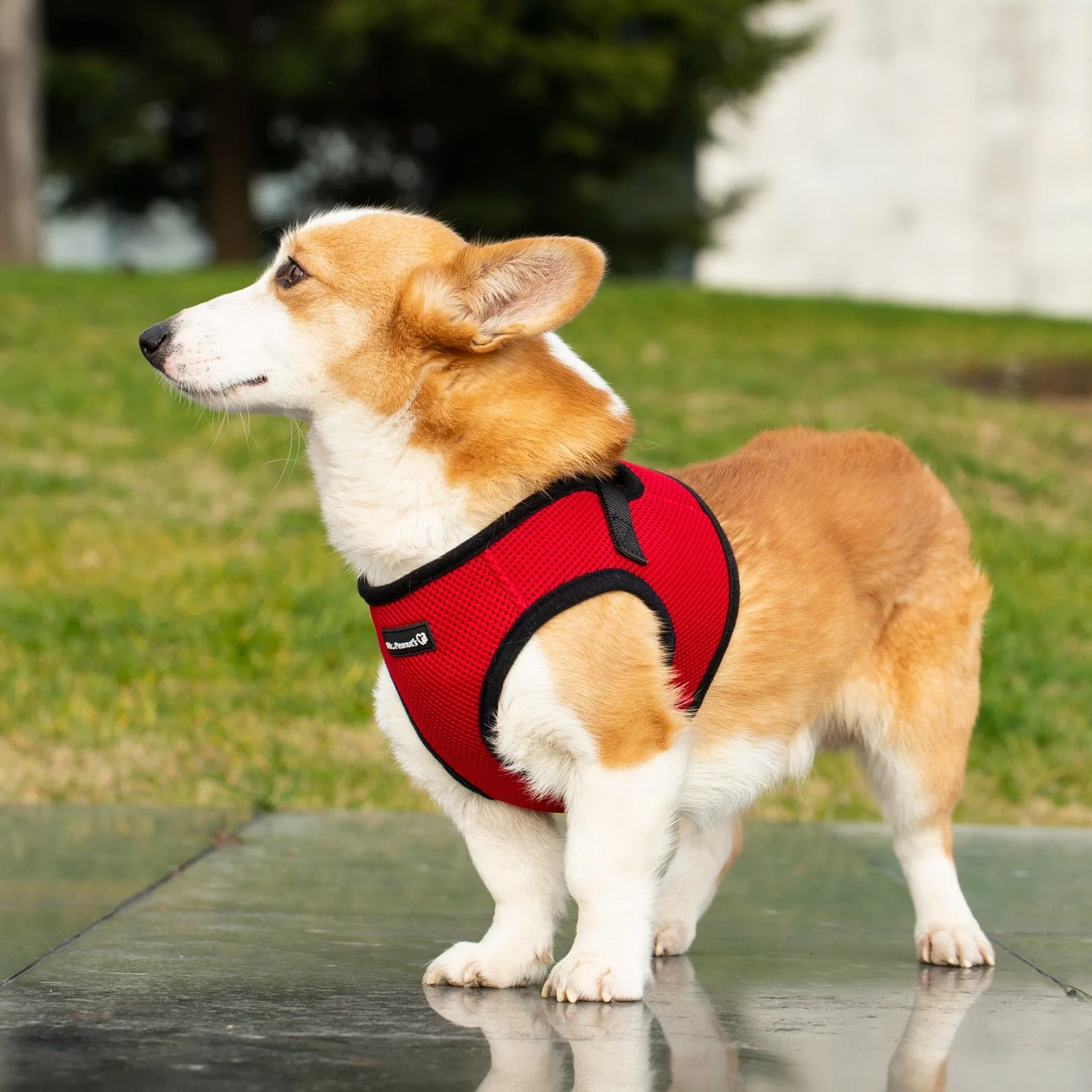 Mr. Peanut's PupTrek Soft Mesh Pet Harness with Matching Leash – Adjustable, Breathable, Choke-Free - Image 30