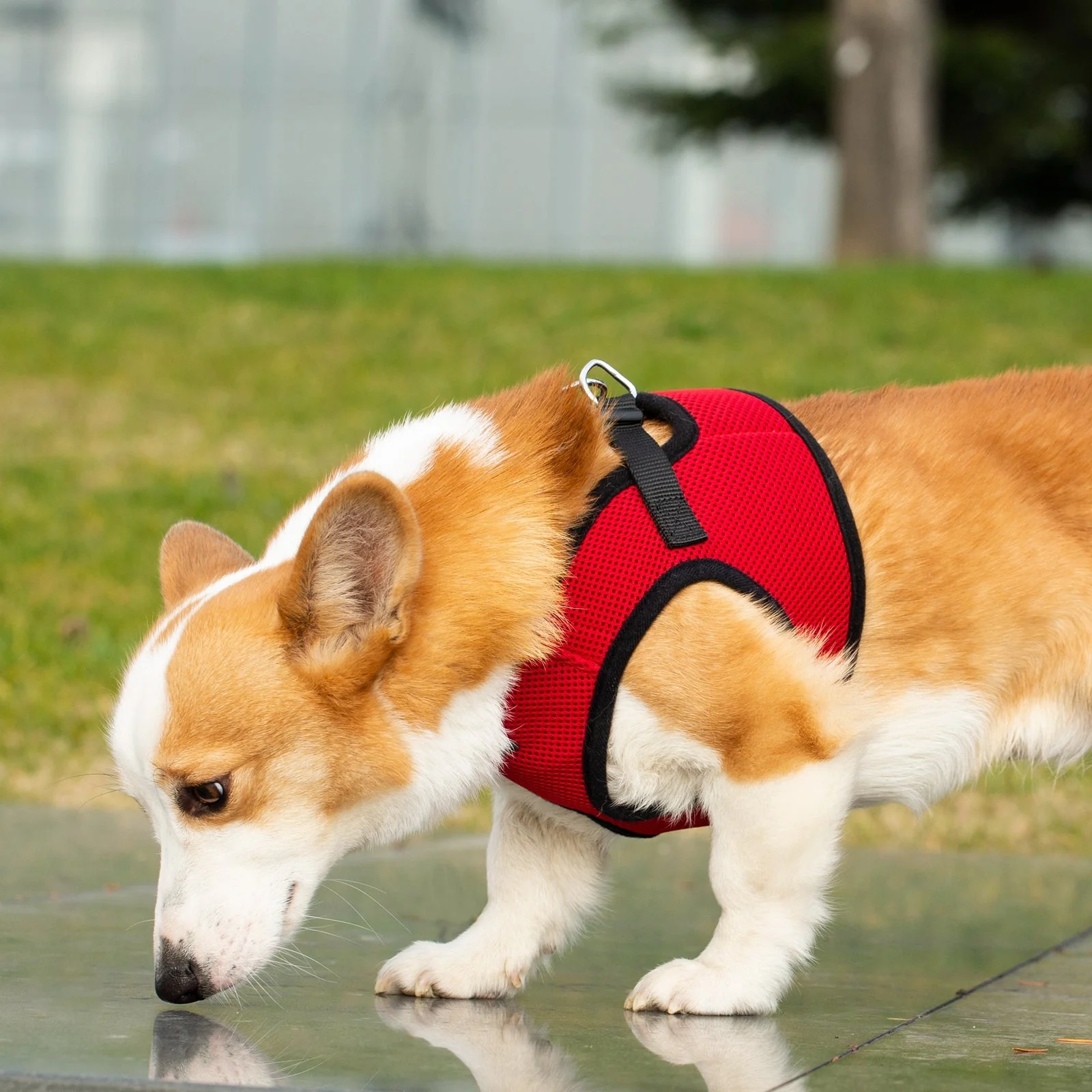 Mr. Peanut's PupTrek Soft Mesh Pet Harness with Matching Leash – Adjustable, Breathable, Choke-Free - Image 31