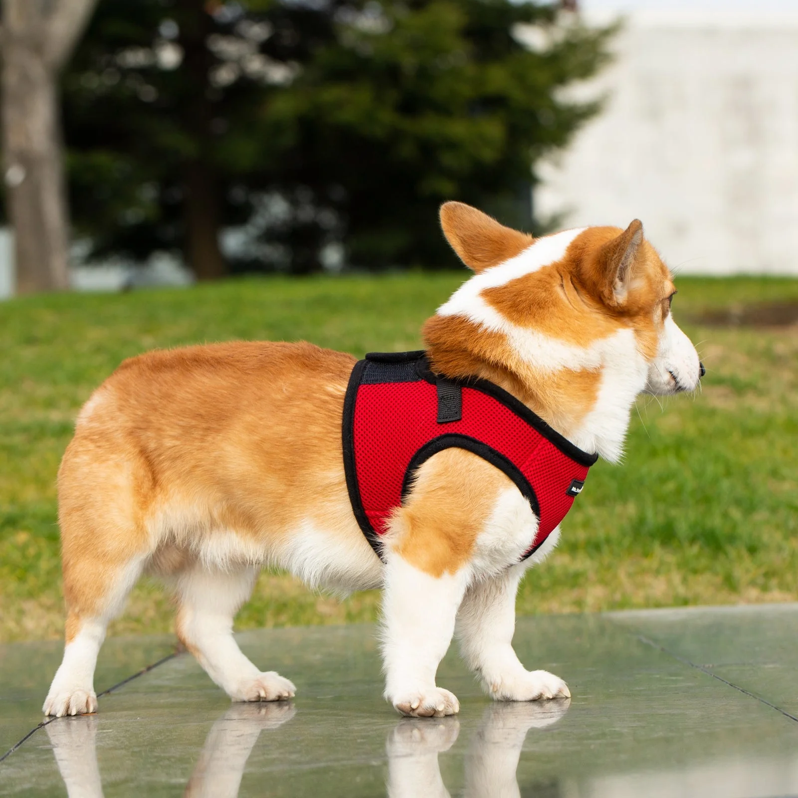 Mr. Peanut's PupTrek Soft Mesh Pet Harness with Matching Leash – Adjustable, Breathable, Choke-Free - Image 32