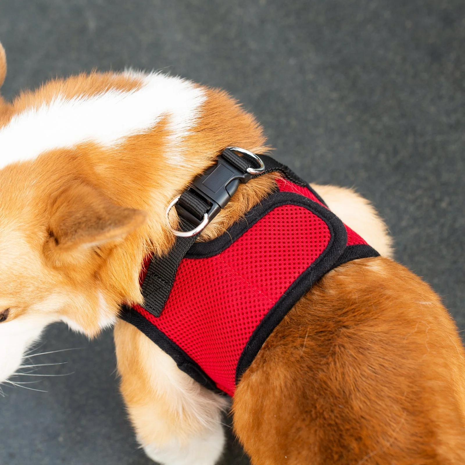 Mr. Peanut's PupTrek Soft Mesh Pet Harness with Matching Leash – Adjustable, Breathable, Choke-Free - Image 33