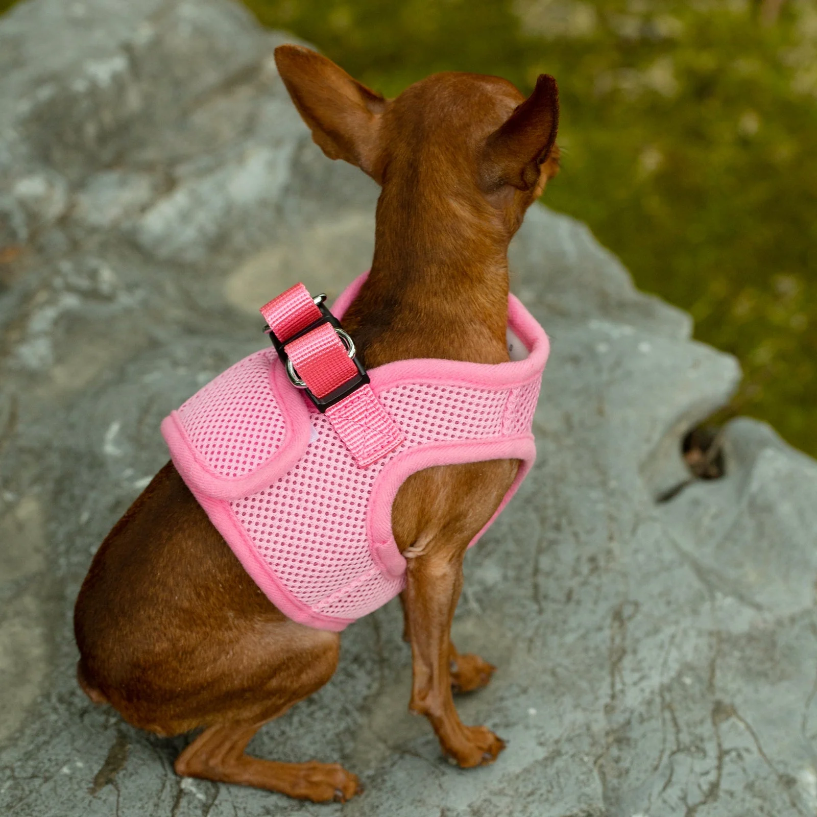 Mr. Peanut's PupTrek Soft Mesh Pet Harness with Matching Leash – Adjustable, Breathable, Choke-Free - Image 35