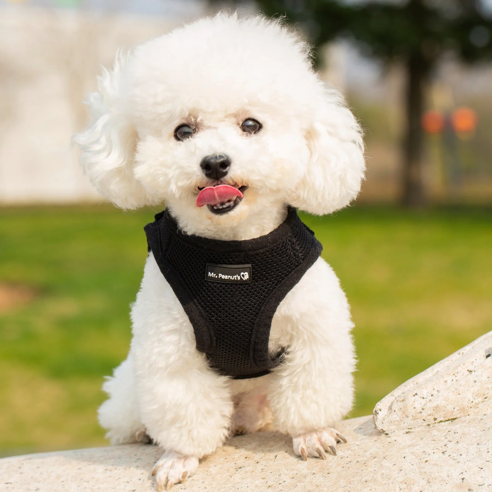 Mr. Peanut's PupTrek Soft Mesh Pet Harness with Matching Leash – Adjustable, Breathable, Choke-Free - Image 46