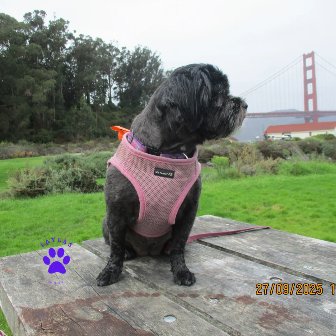 Mr. Peanut's PupTrek Soft Mesh Pet Harness with Matching Leash – Adjustable, Breathable, Choke-Free - Image 47