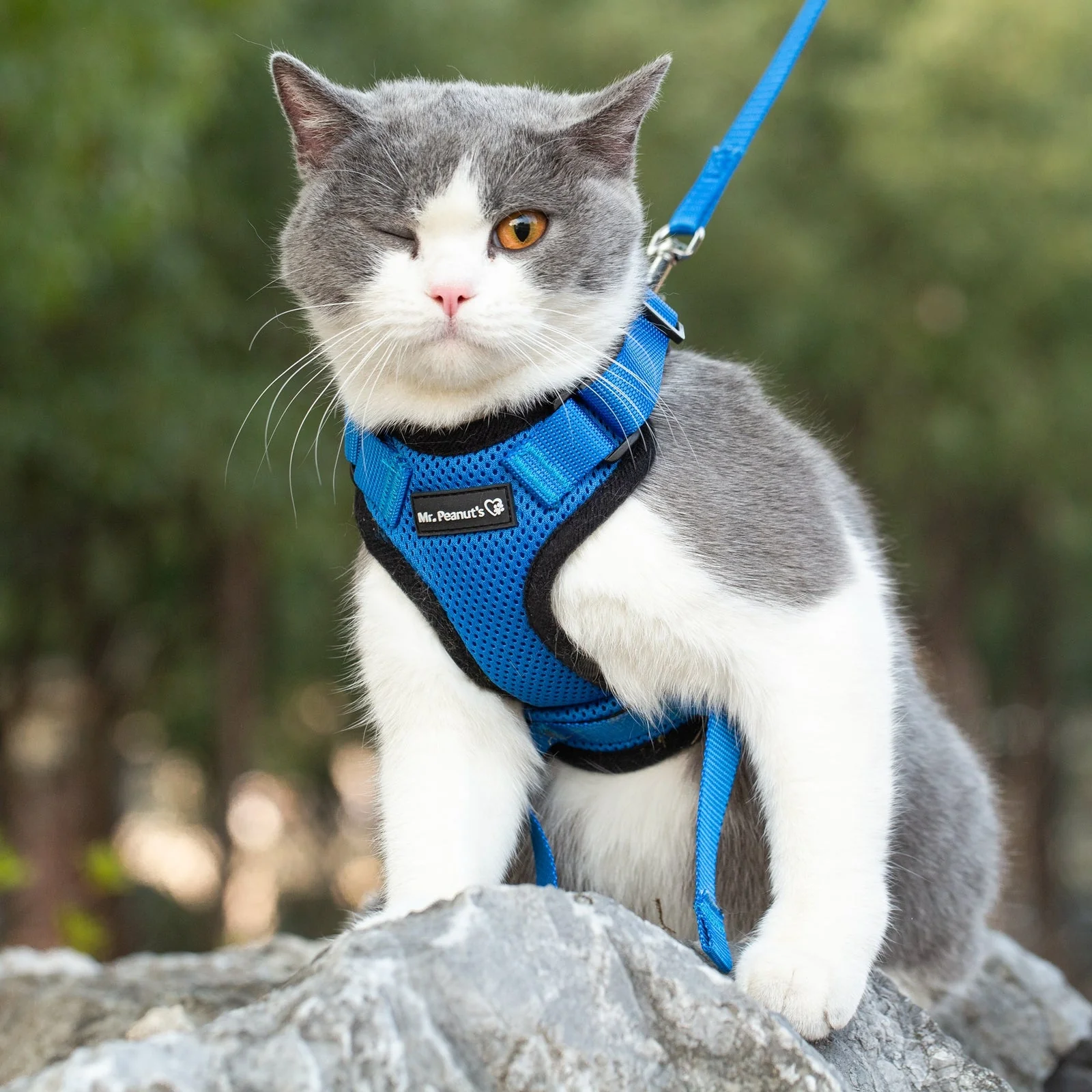 Mr. Peanut's PurrTrek Reflective Cat Harness with Matching Leash - Image 12
