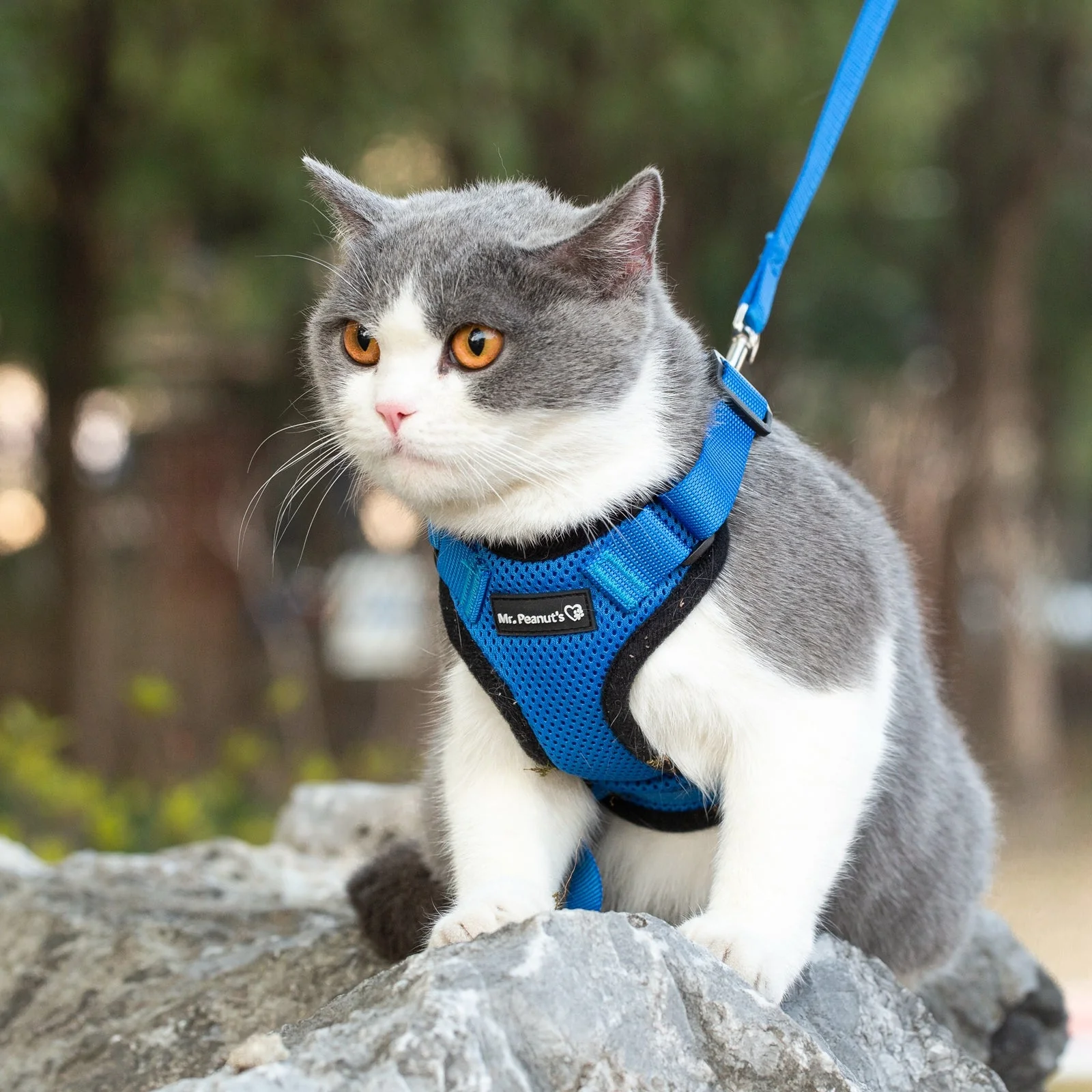 Mr. Peanut's PurrTrek Reflective Cat Harness with Matching Leash - Image 13