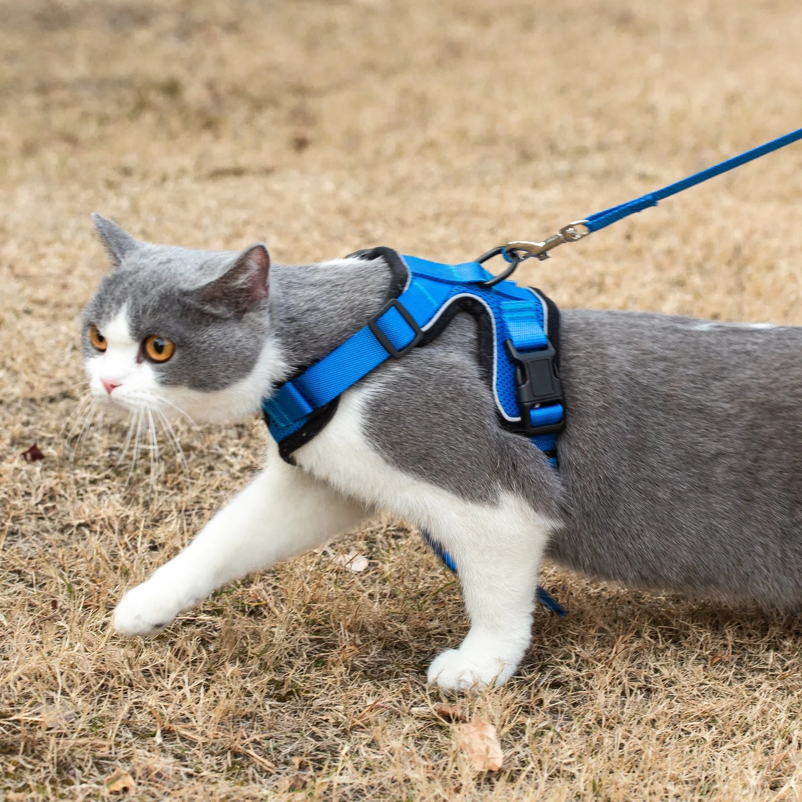 Mr. Peanut's PurrTrek Reflective Cat Harness with Matching Leash - Image 15