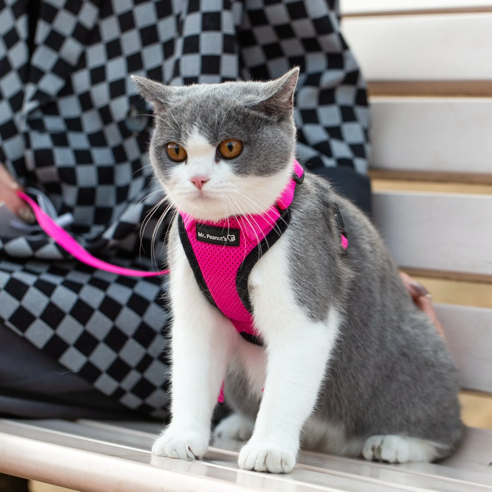 Mr. Peanut's PurrTrek Reflective Cat Harness with Matching Leash - Image 16