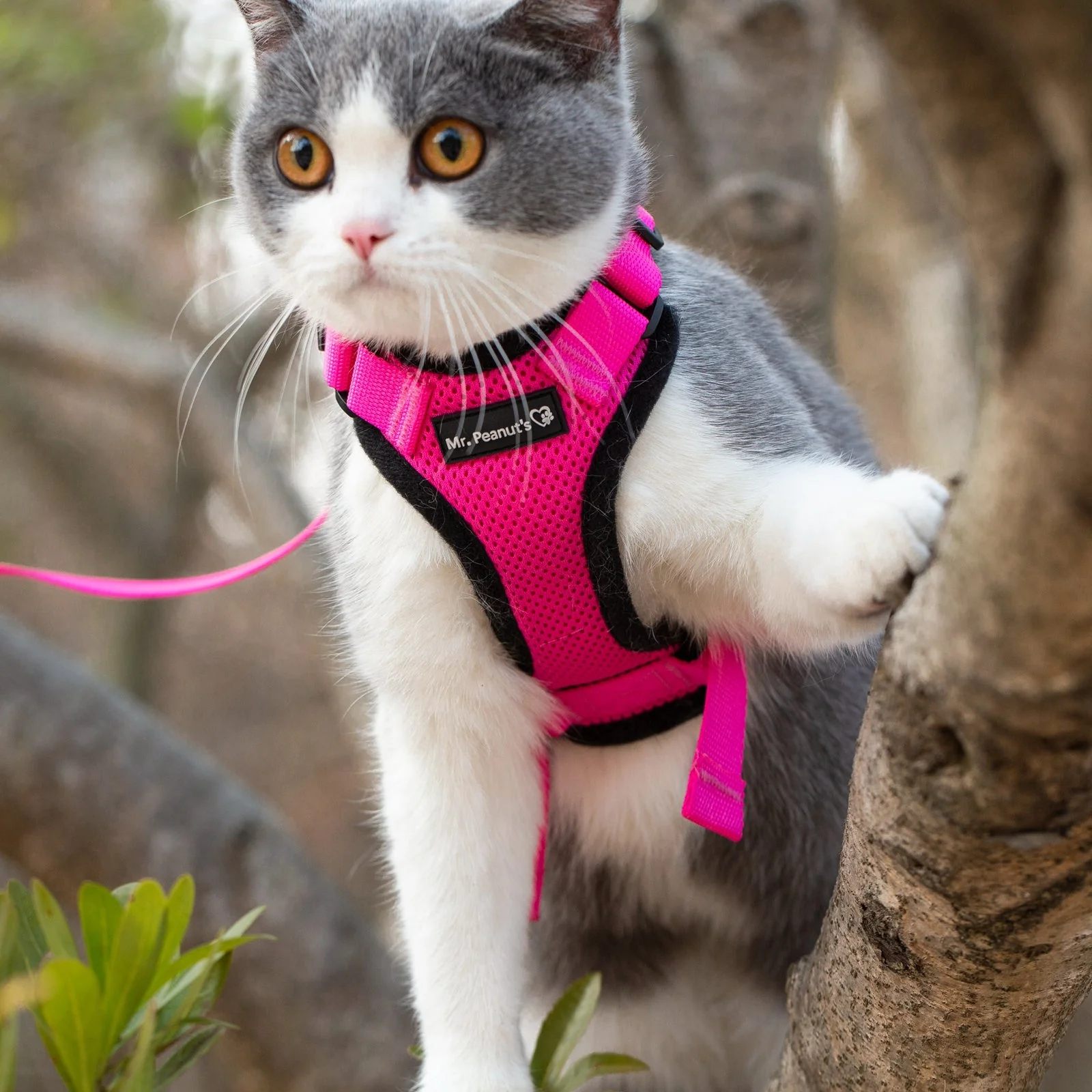 Mr. Peanut's PurrTrek Reflective Cat Harness with Matching Leash - Image 18