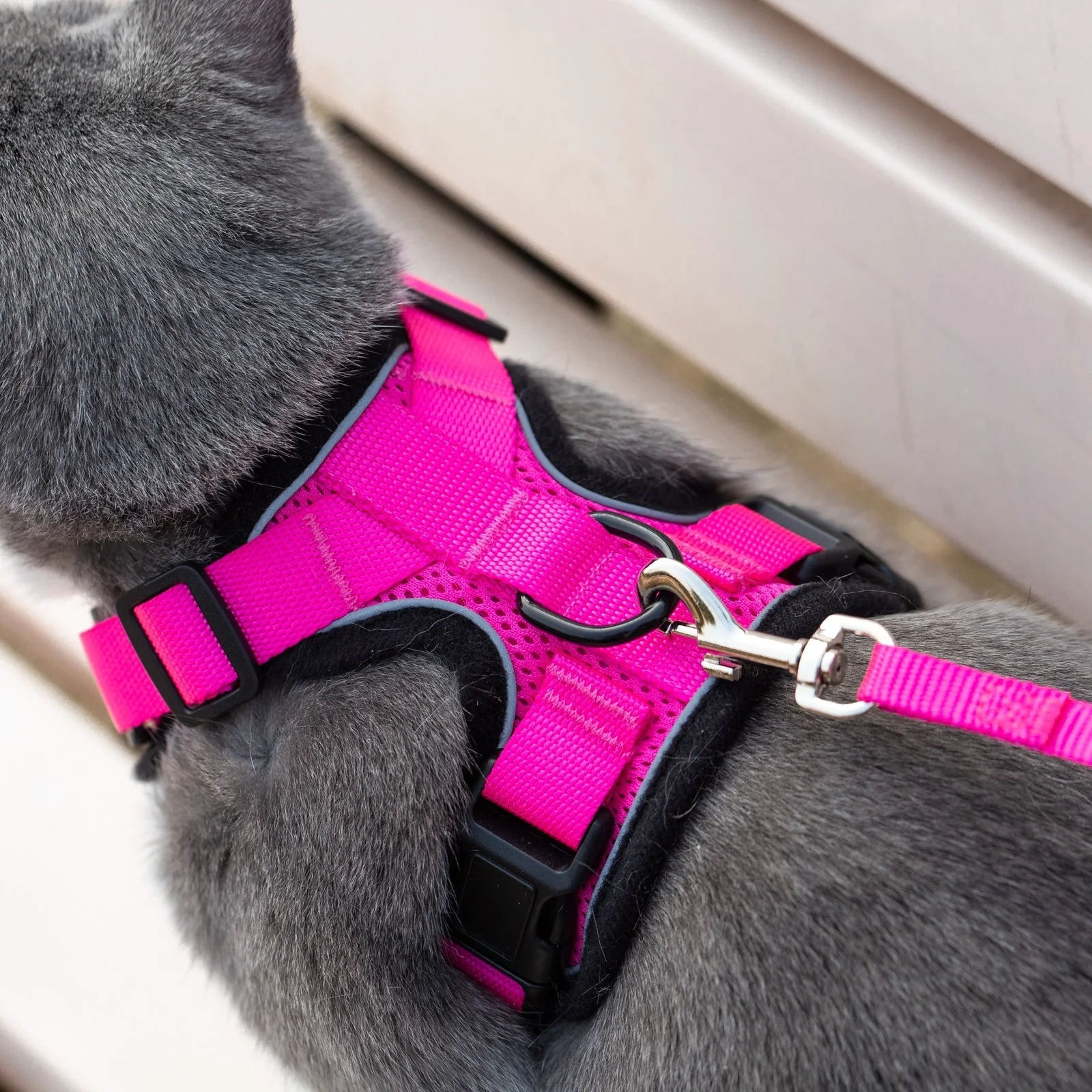 Mr. Peanut's PurrTrek Reflective Cat Harness with Matching Leash - Image 19