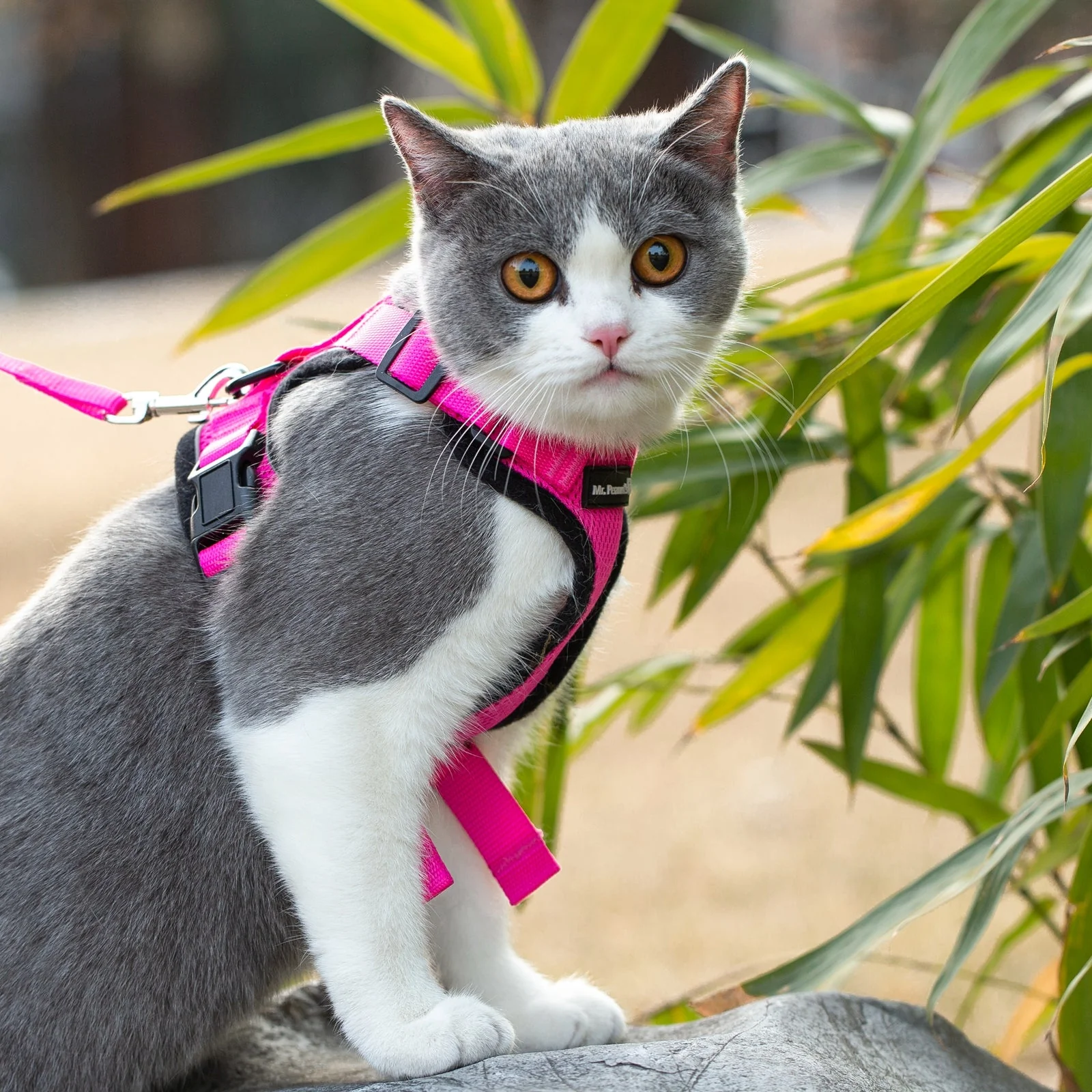 Mr. Peanut's PurrTrek Reflective Cat Harness with Matching Leash - Image 20