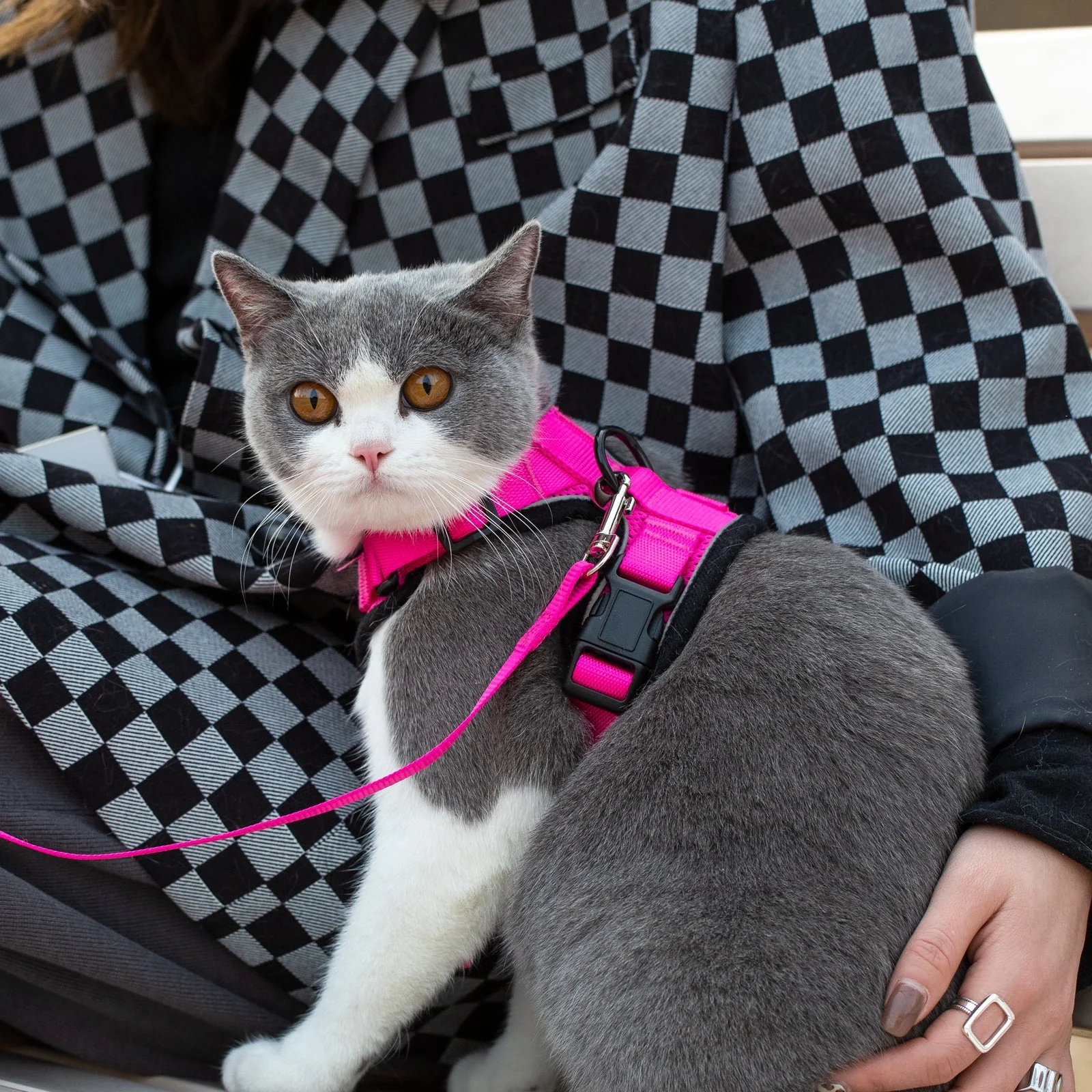 Mr. Peanut's PurrTrek Reflective Cat Harness with Matching Leash - Image 9
