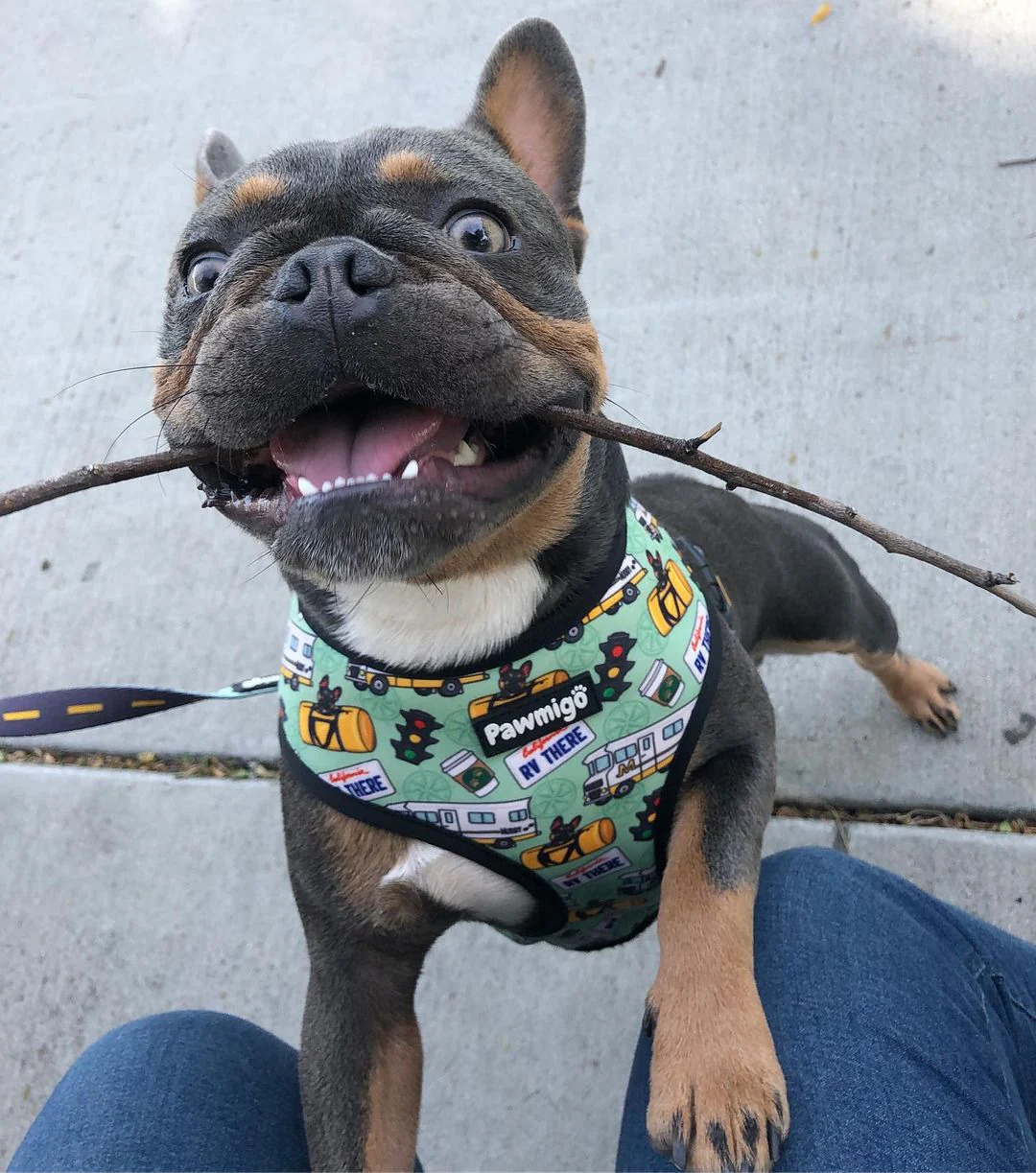 Muddy Paws Reversible Harness - Image 6