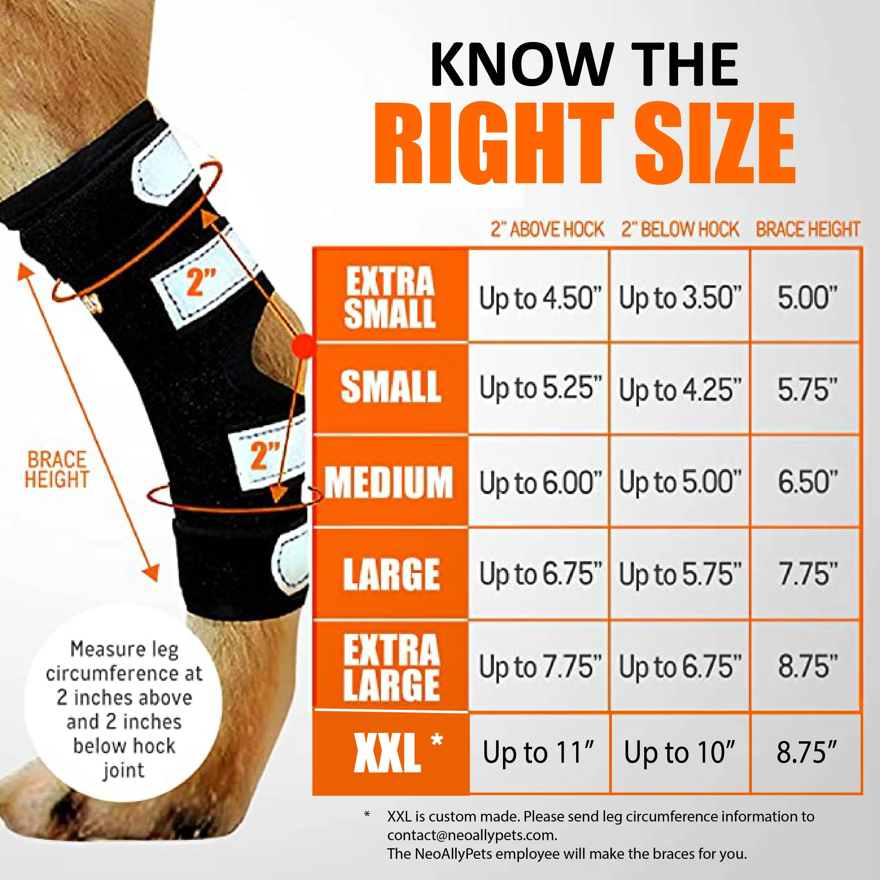 NeoAlly 3-in-1 Long Rear Leg Hock Brace - Rigid and Spring Inserts | Safety Reflective Straps [Long Version] (Pair) - Image 2