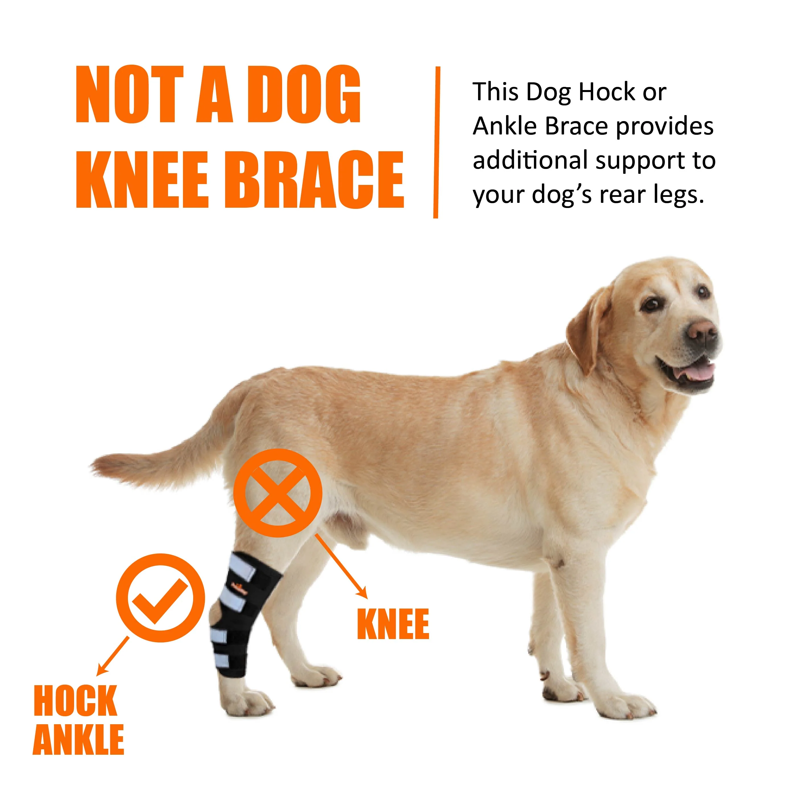NeoAlly Dog Rear Leg Hock Brace with Safety Reflective Straps for Large Dogs [Long Version] - Image 13