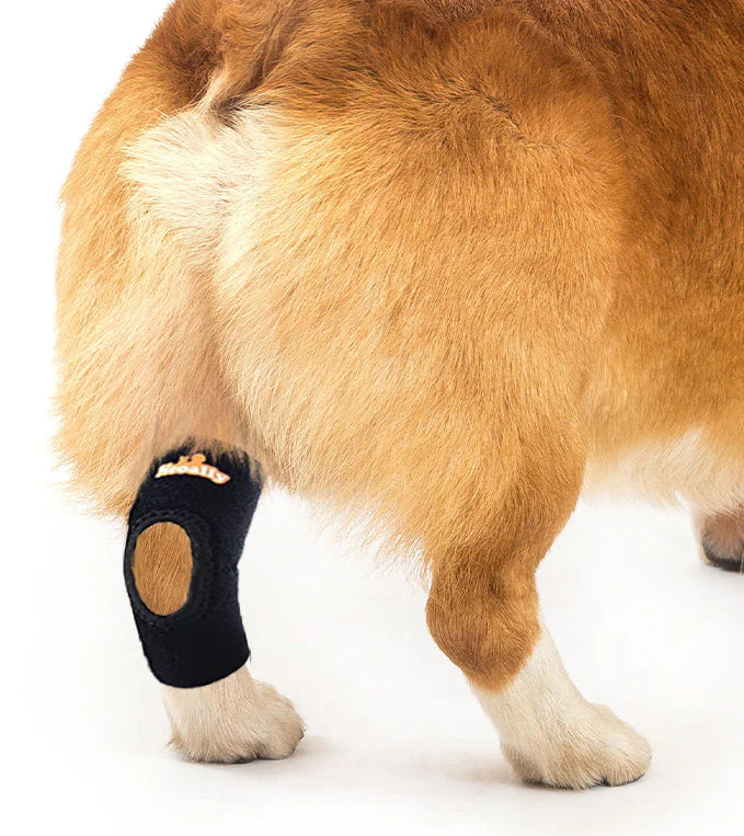 NeoAlly Dog Rear Leg Hock Brace with Safety Reflective Straps for Small Dogs [Short Version] - Image 2
