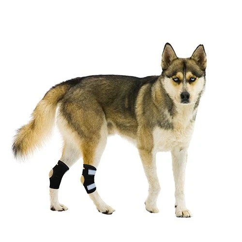 NeoAlly Rear Leg Hock Brace - Metal Spring Strips for Small Dogs [Short Version] (Pair) - Image 2