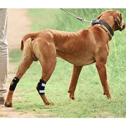 NeoAlly Rear Leg Hock Brace - Metal Spring Strips for Small Dogs [Short Version] (Pair) - Image 7