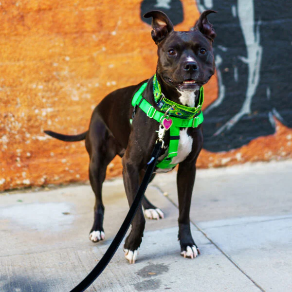 Neon Green Freedom No-Pull Dog Harness - Image 8