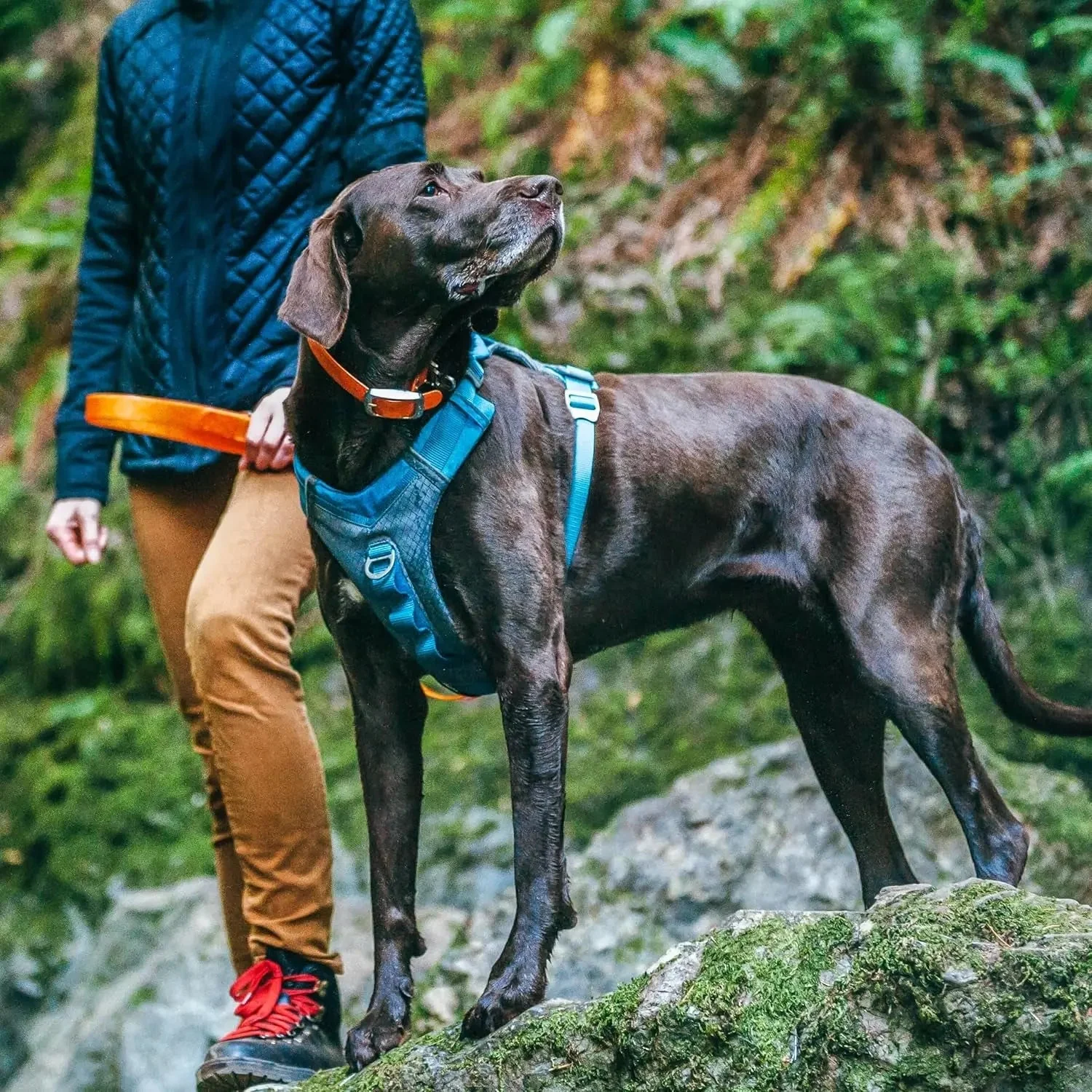 Nomad Carrier Backpack - Airline Approved Dog Bag for Travel - Stylish Pet Backpack with Waterproof Bottom - Lightweight for Hiking - Small Breed Dog Carrier with Tablet Sleeve - Blue - Image 6