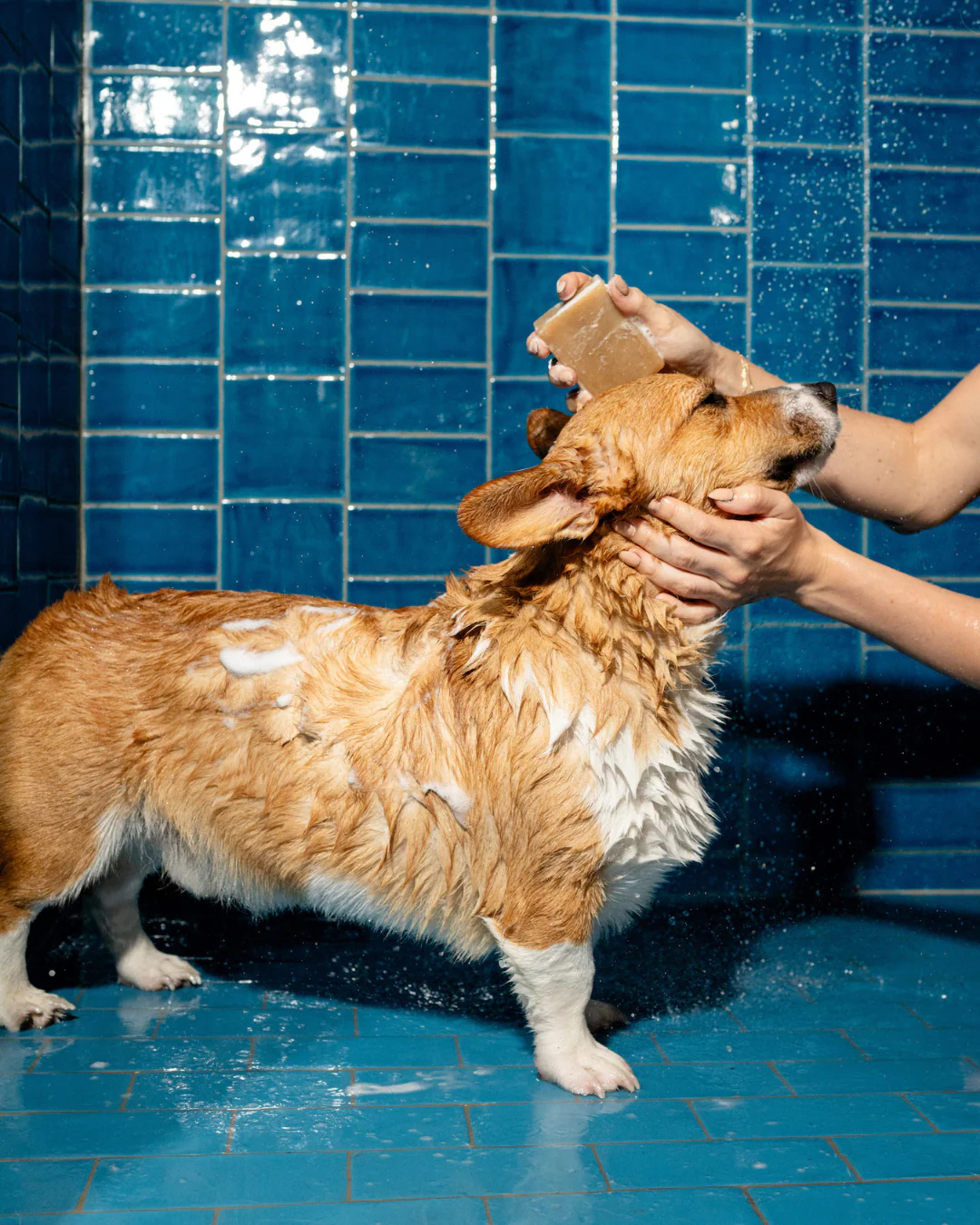 Nourishing Dog Shampoo Bar - Image 2