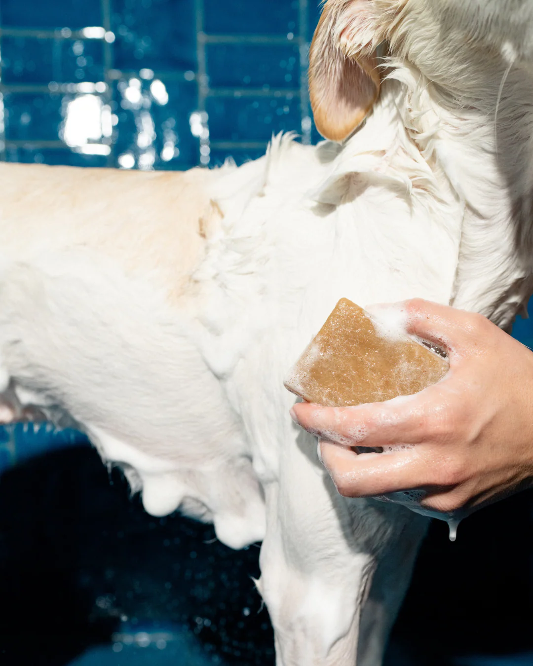 Nourishing Dog Shampoo Bar - Image 4