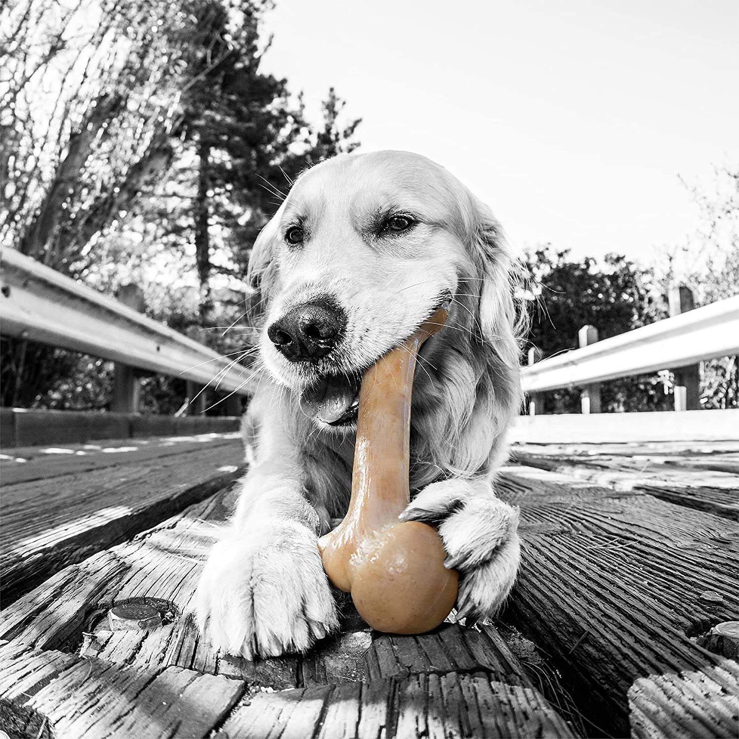 Nylon Dog Bone for Aggressive Chewers - Image 2