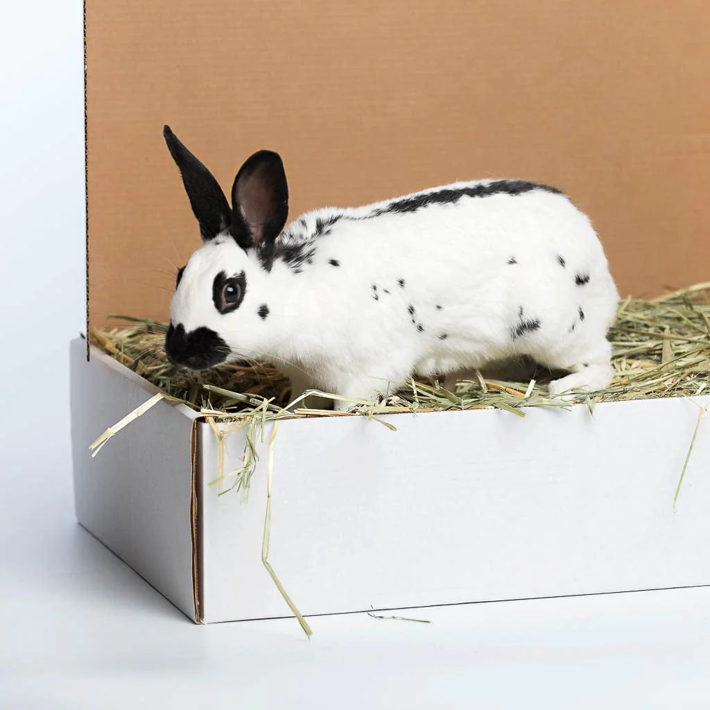 Oat Hay Pet Food, 20 Lb. - Image 3