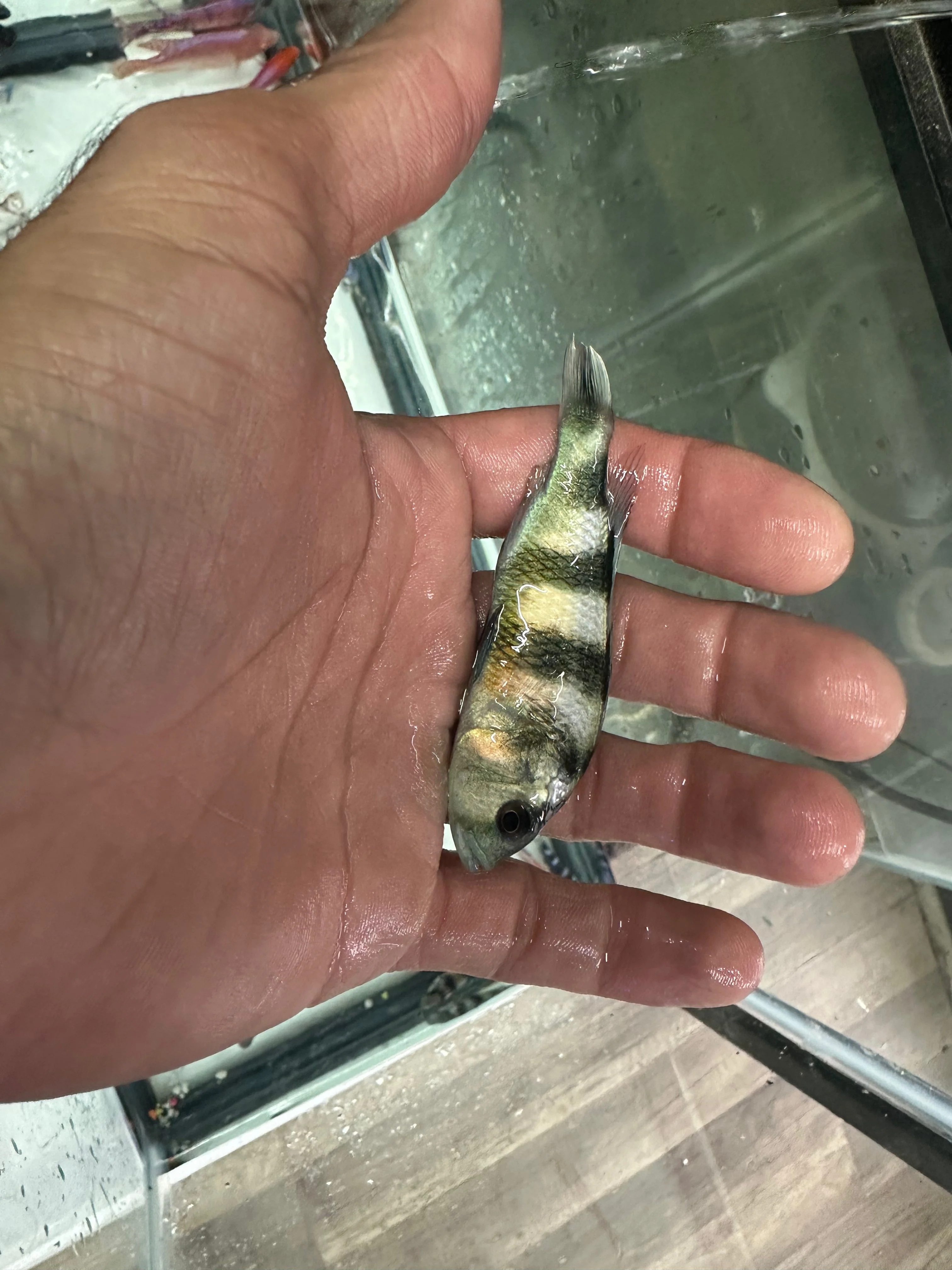 Obliquidens cichlid - Image 2
