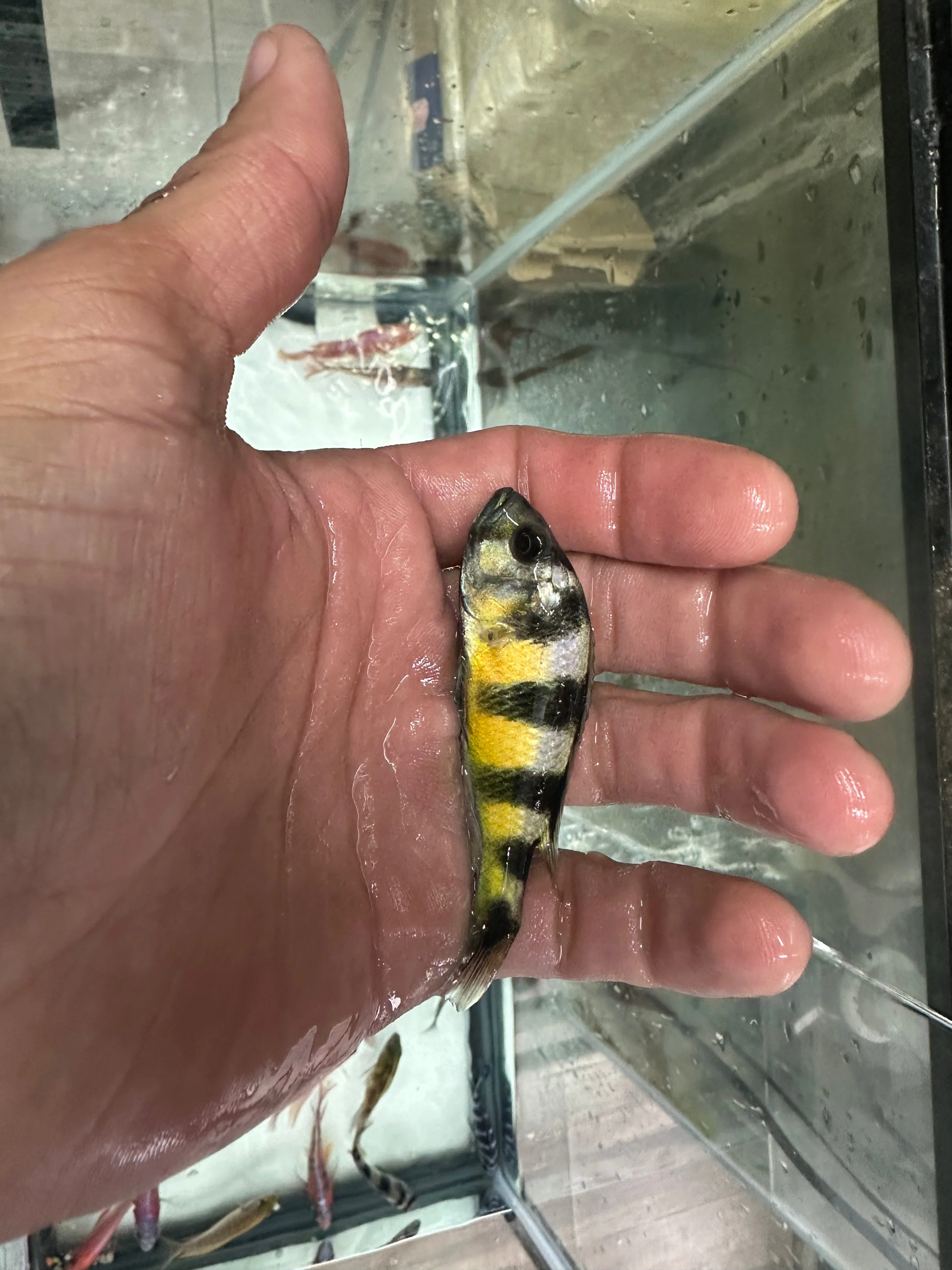 Obliquidens cichlid - Image 3