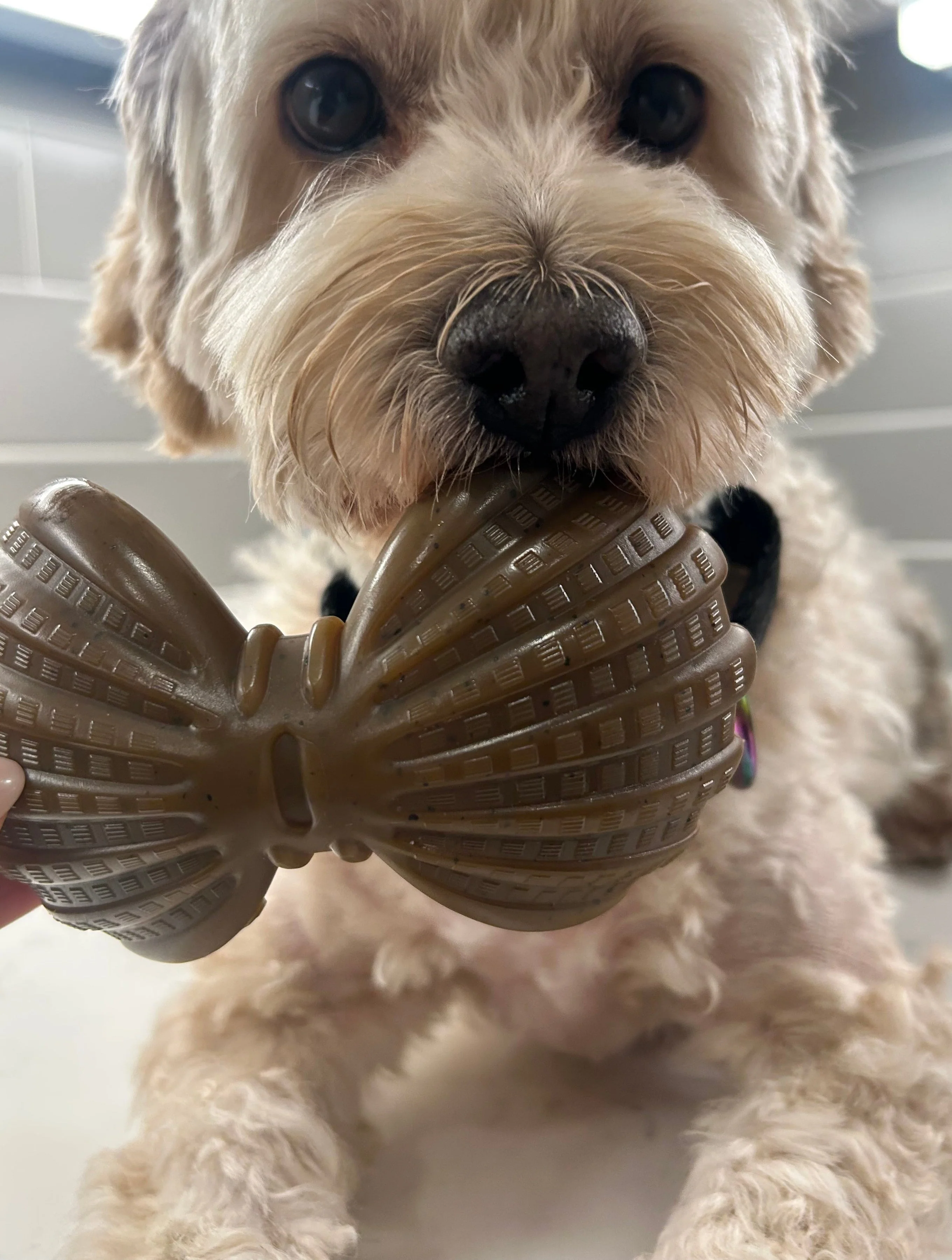 "Ocean Theme" Indestructible Chew Toy- For Tough Chewers - Image 4
