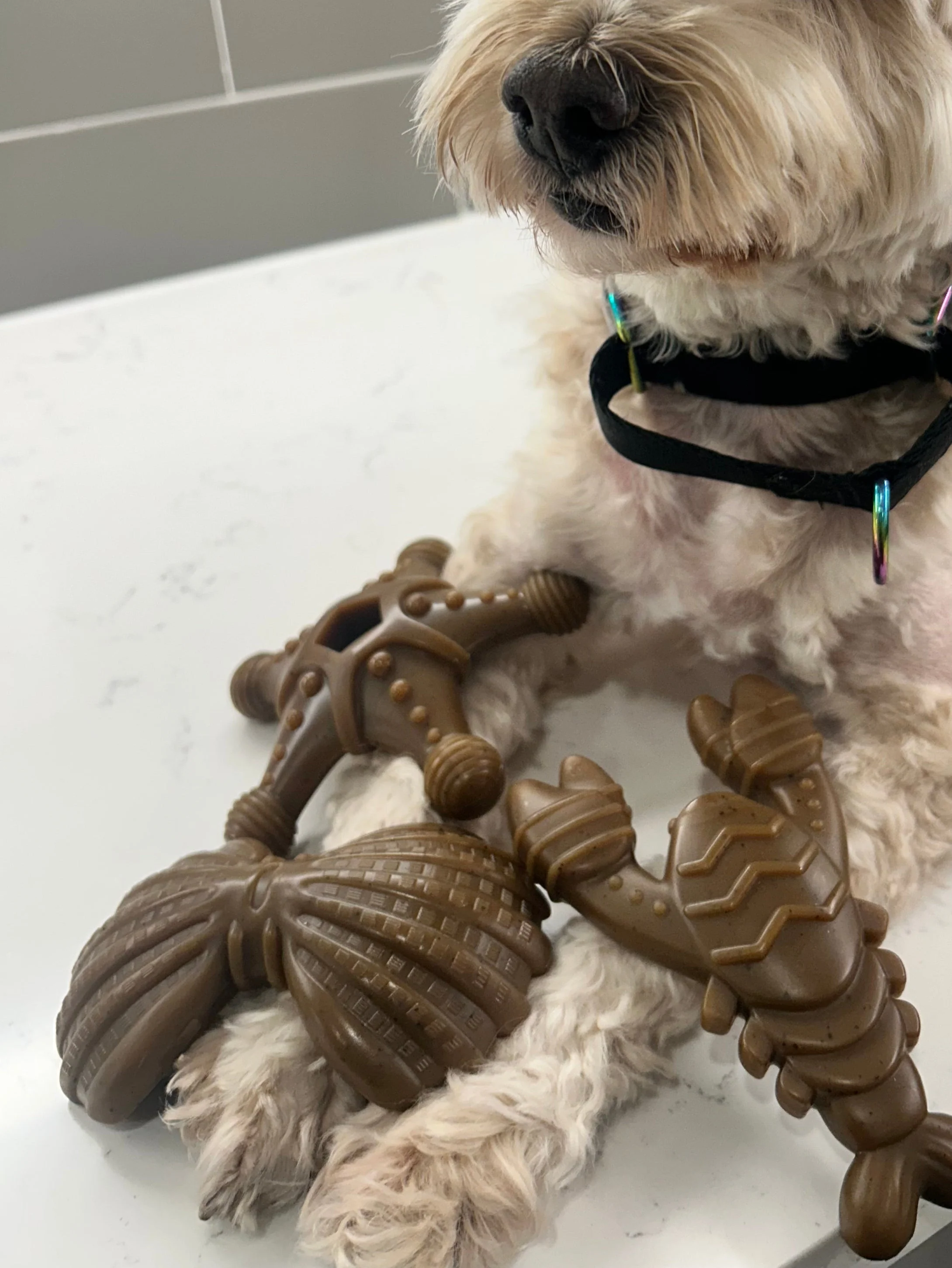 "Ocean Theme" Indestructible Chew Toy- For Tough Chewers - Image 6