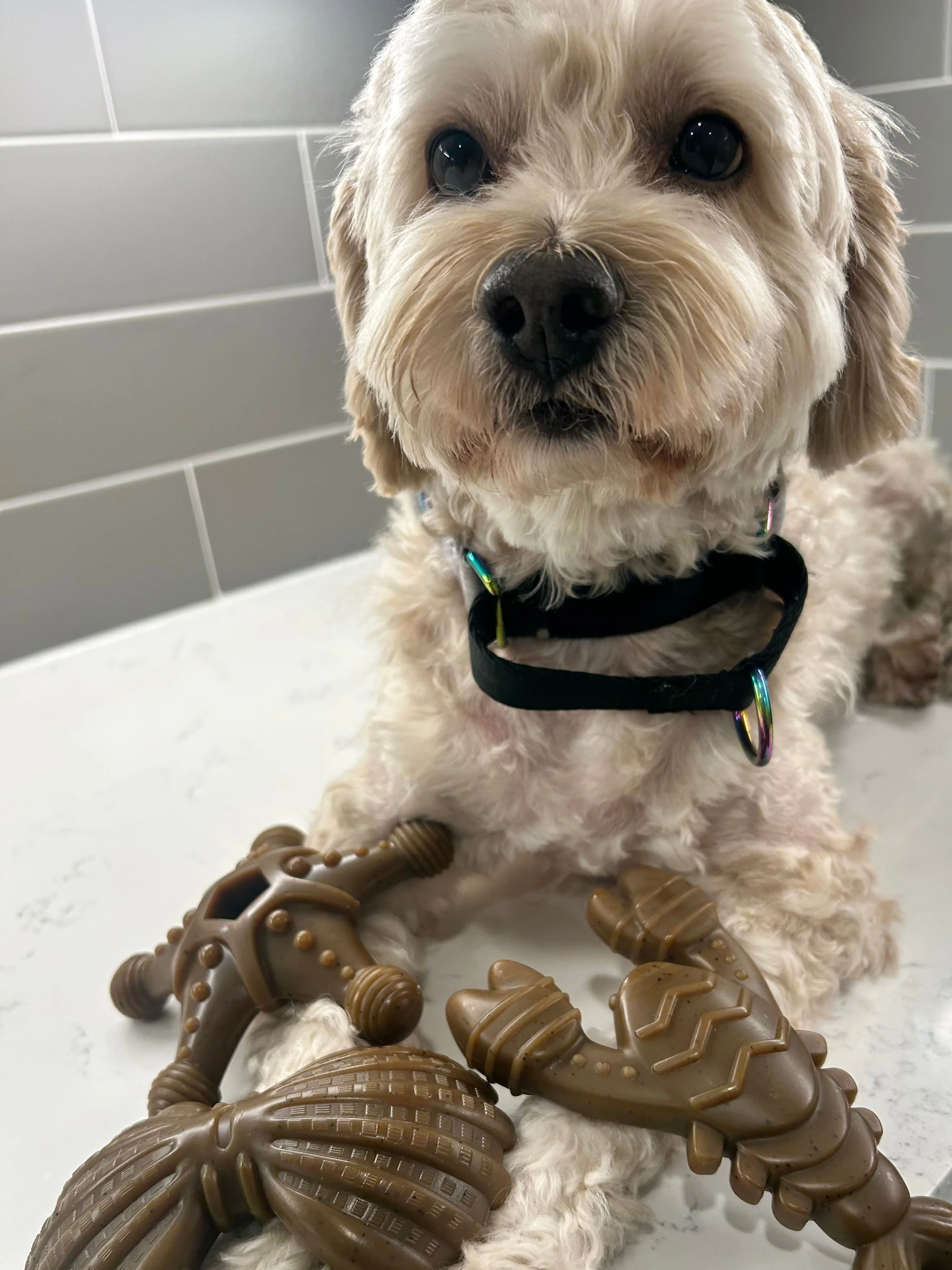 "Ocean Theme" Indestructible Chew Toy- For Tough Chewers - Image 7