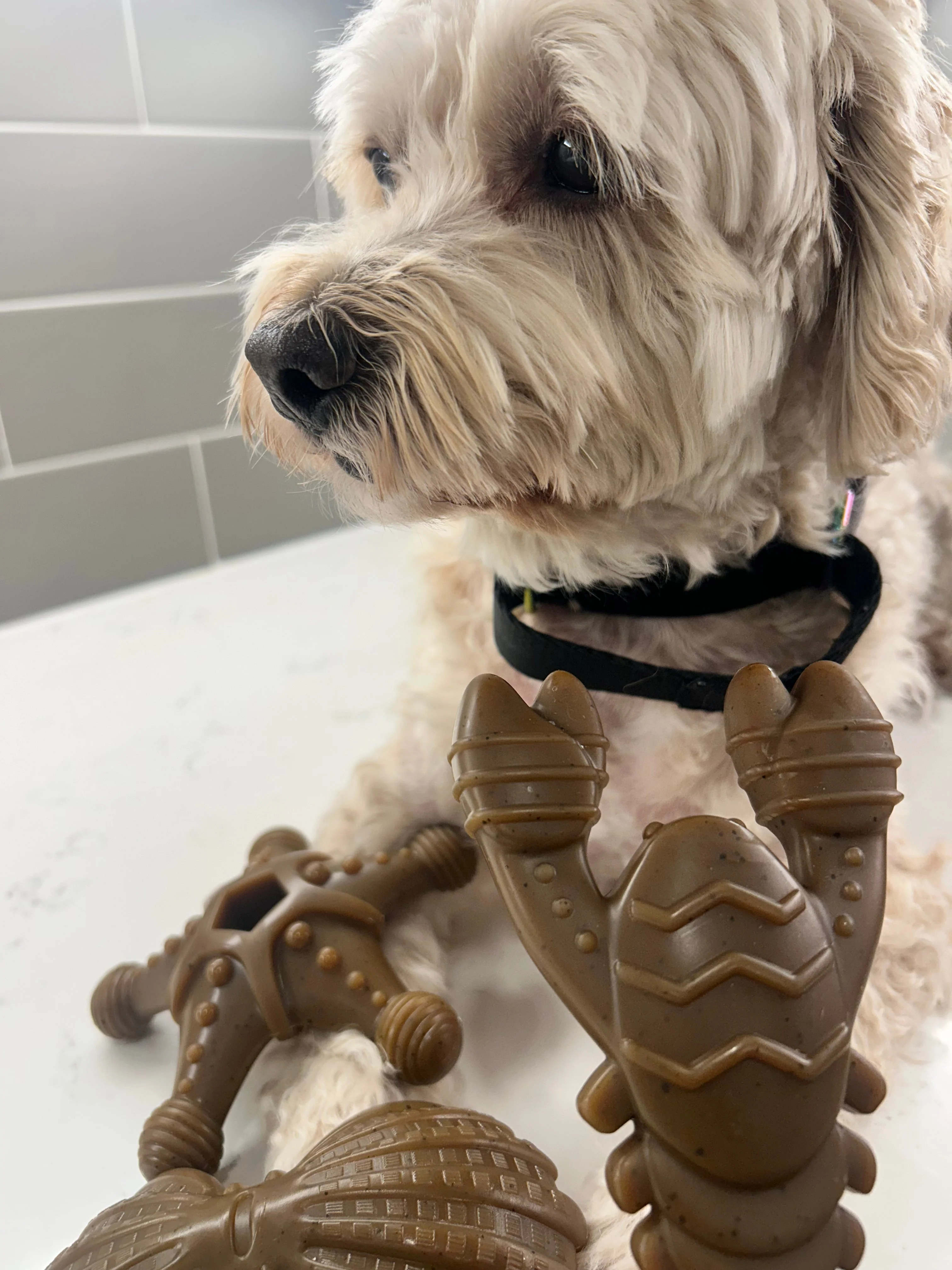 "Ocean Theme" Indestructible Chew Toy- For Tough Chewers - Image 8