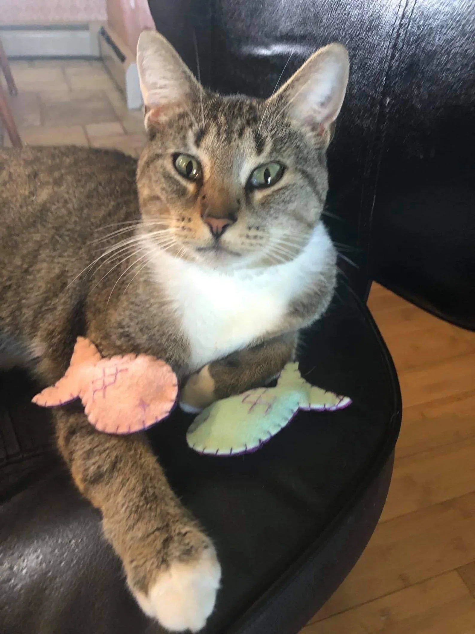 Organic Cat-Nip Fish Cat Toy! - Image 2