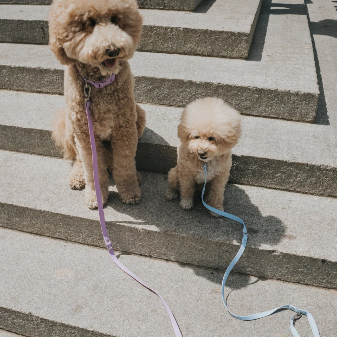 Original Dog Leash with Neoprene Handle - Image 11