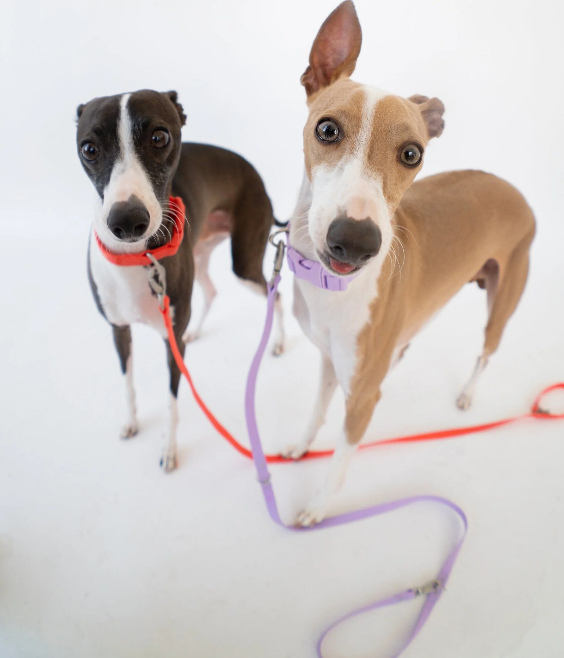 Original Dog Leash with Neoprene Handle - Image 6