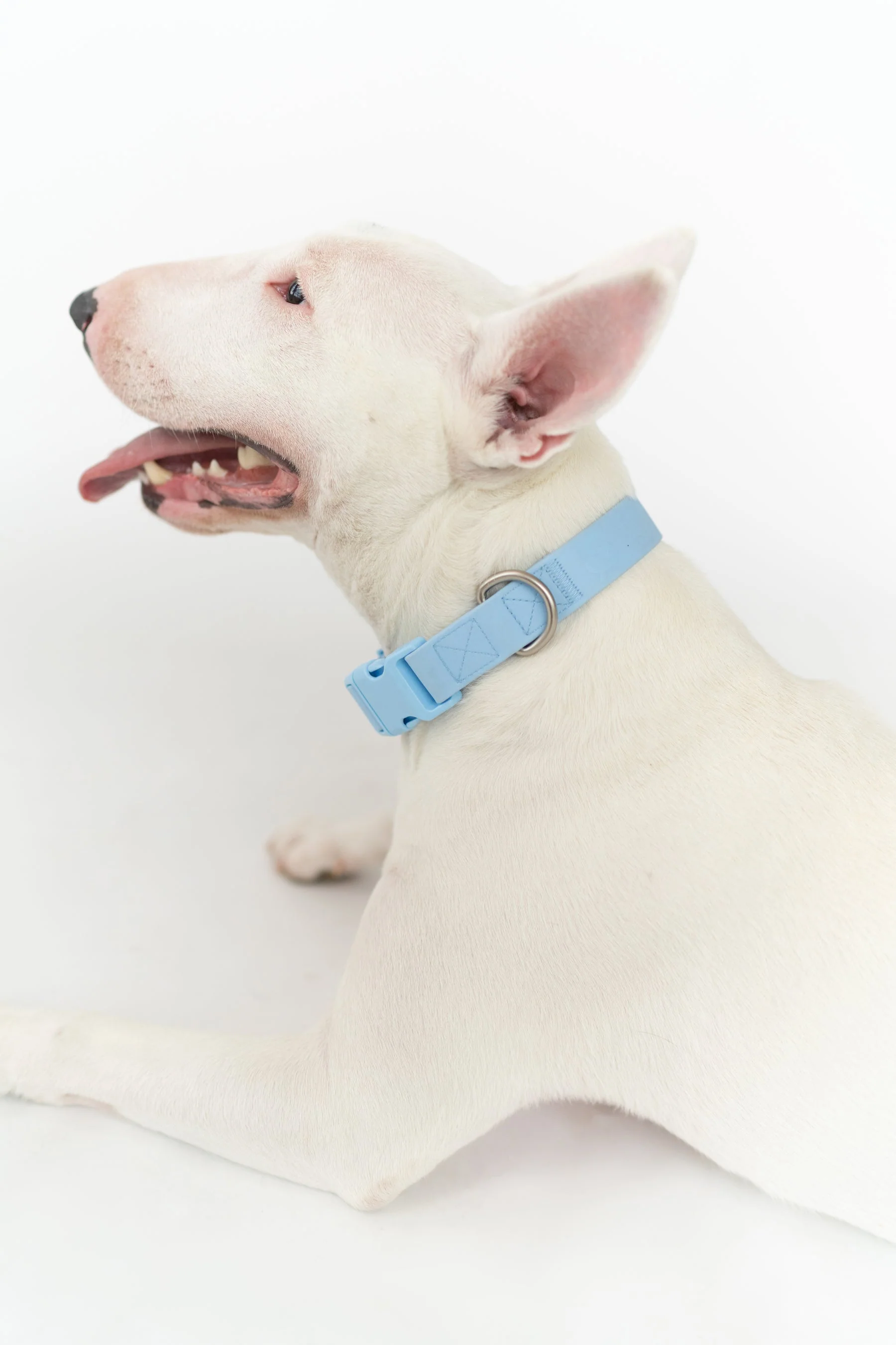Original Waterproof Dog Collar - Image 14