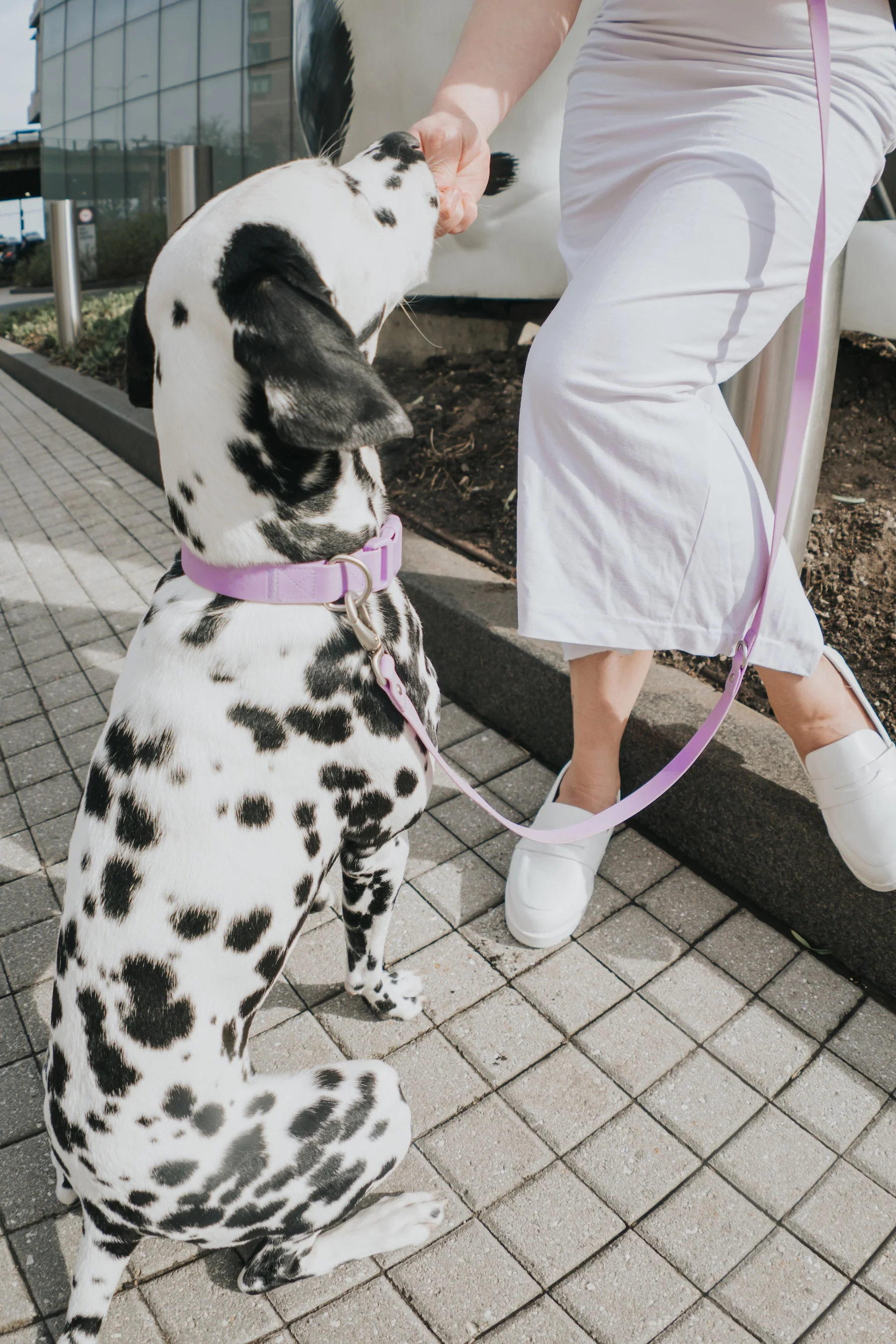 Original Waterproof Dog Collar - Image 23