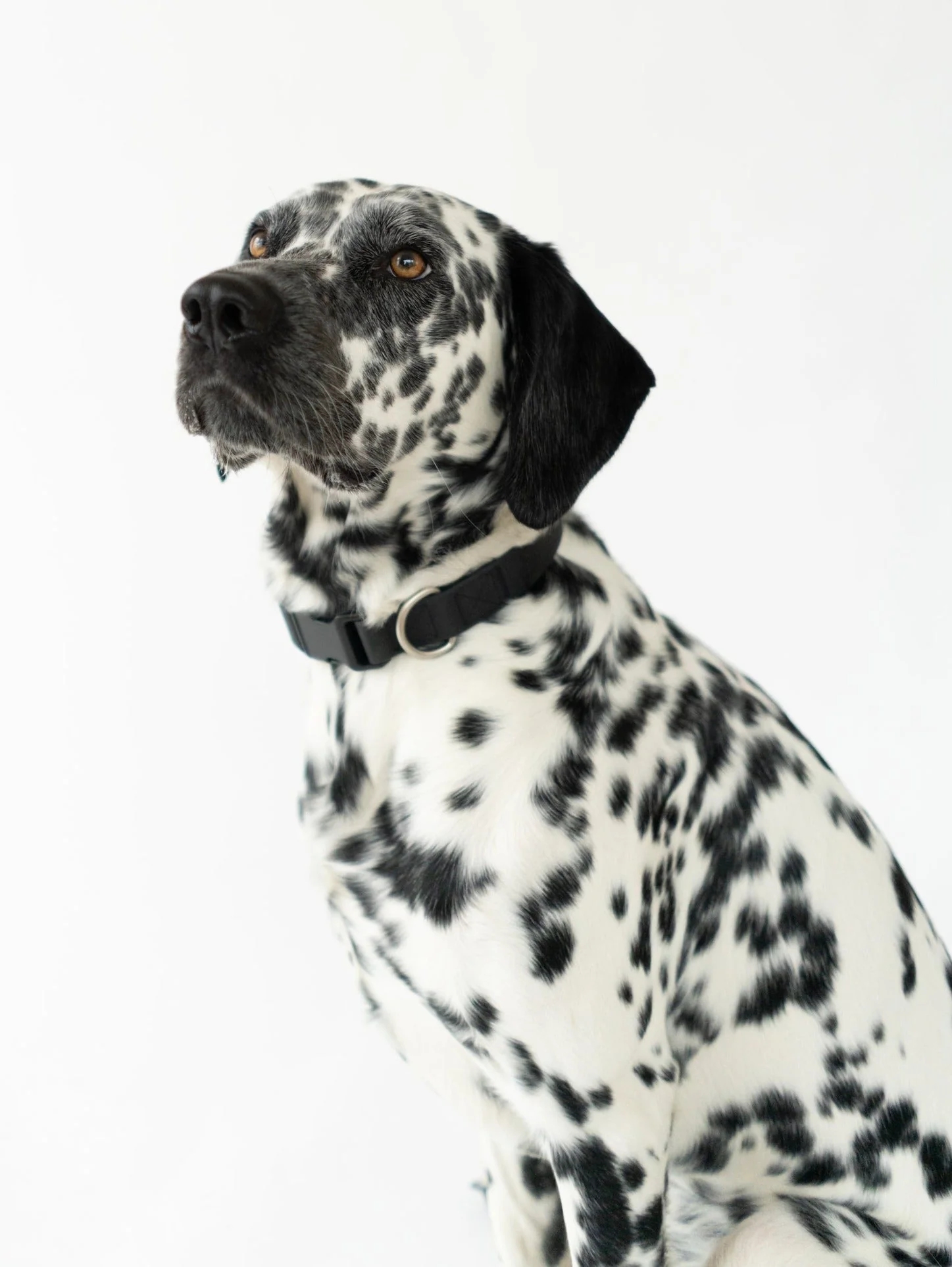 Original Waterproof Dog Collar - Image 25