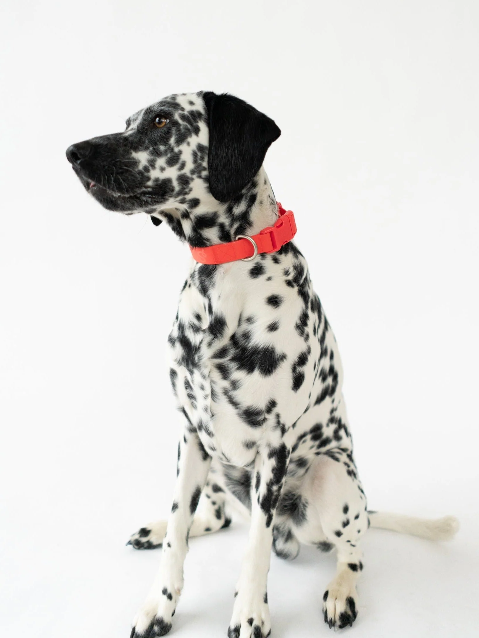 Original Waterproof Dog Collar - Image 3