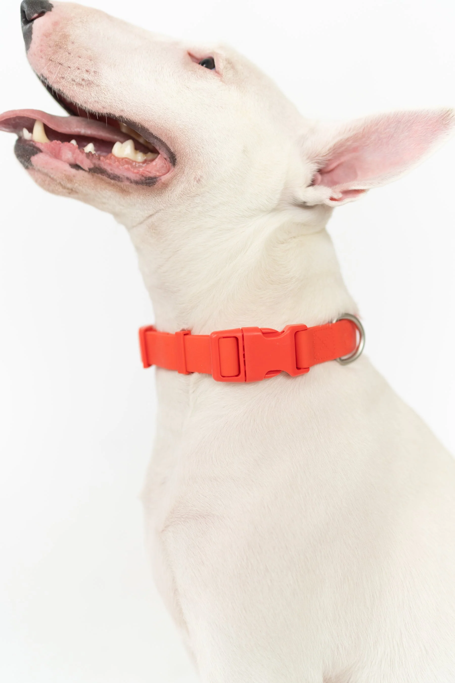 Original Waterproof Dog Collar - Image 7