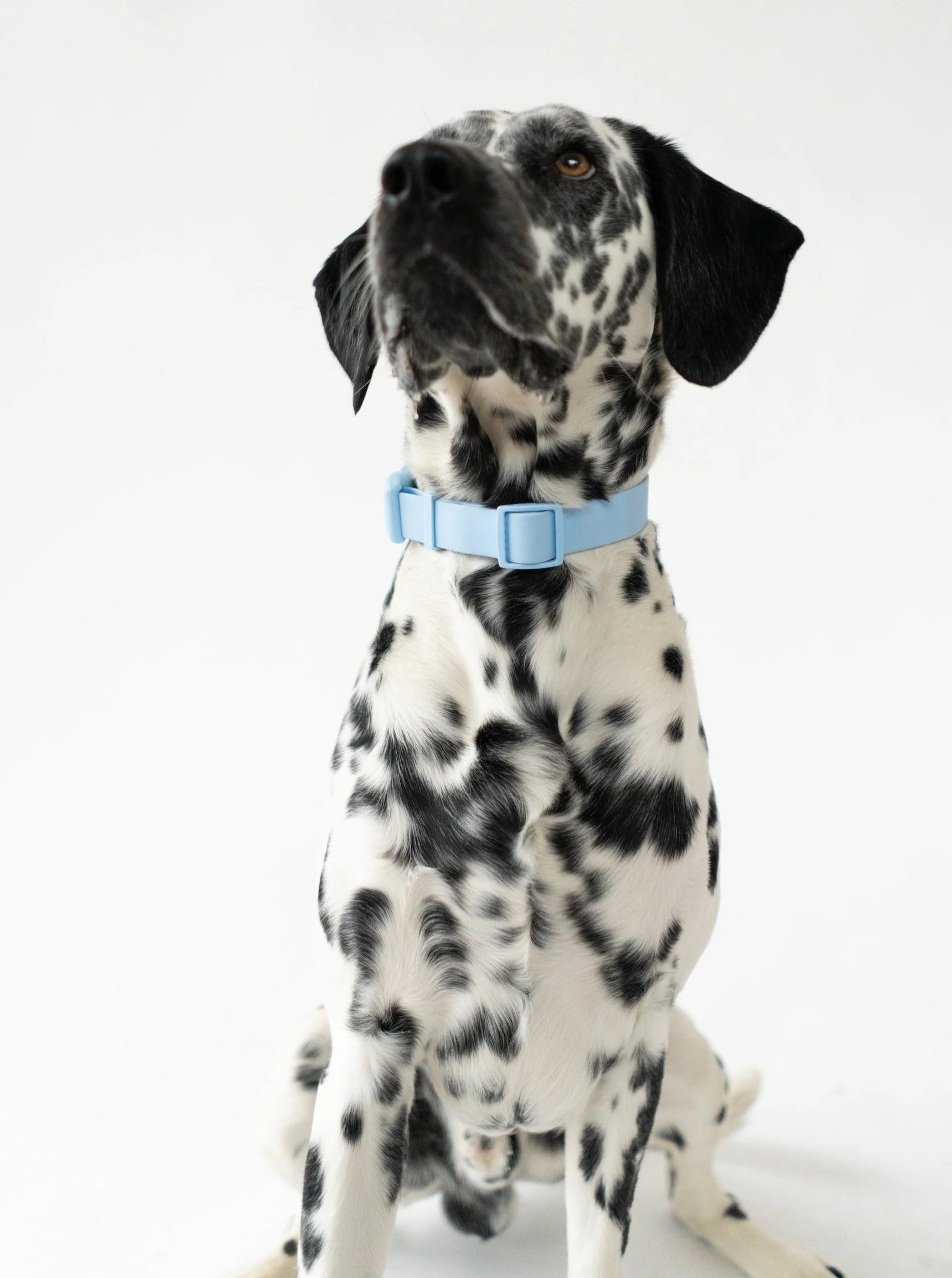 Original Waterproof Dog Collar - Image 9